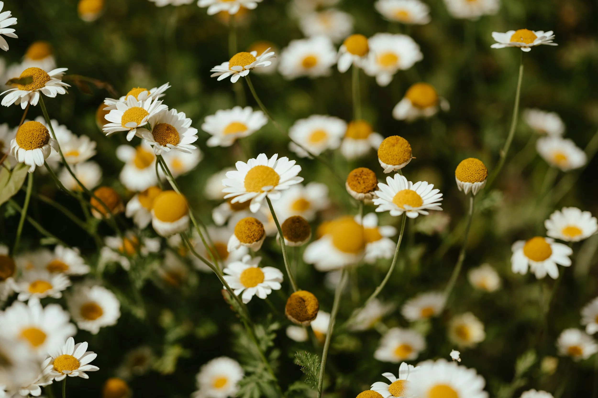 Close-up of blooming daisies with white petals and yellow centers, outdoors in natural sunlight.
