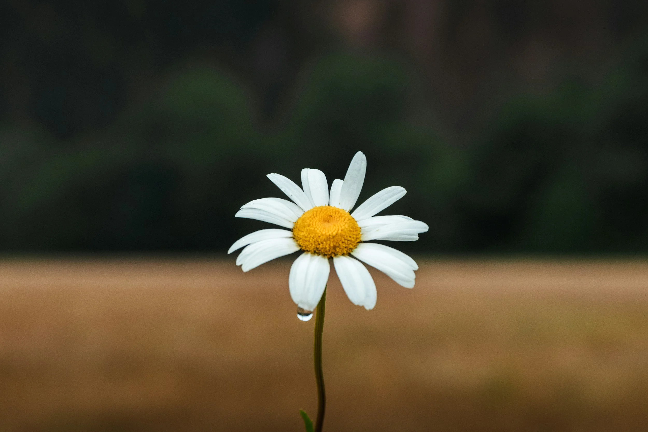 Single white daisy flower with yellow center and green stem and leaf, water droplet hanging from petal, blurred dark background.