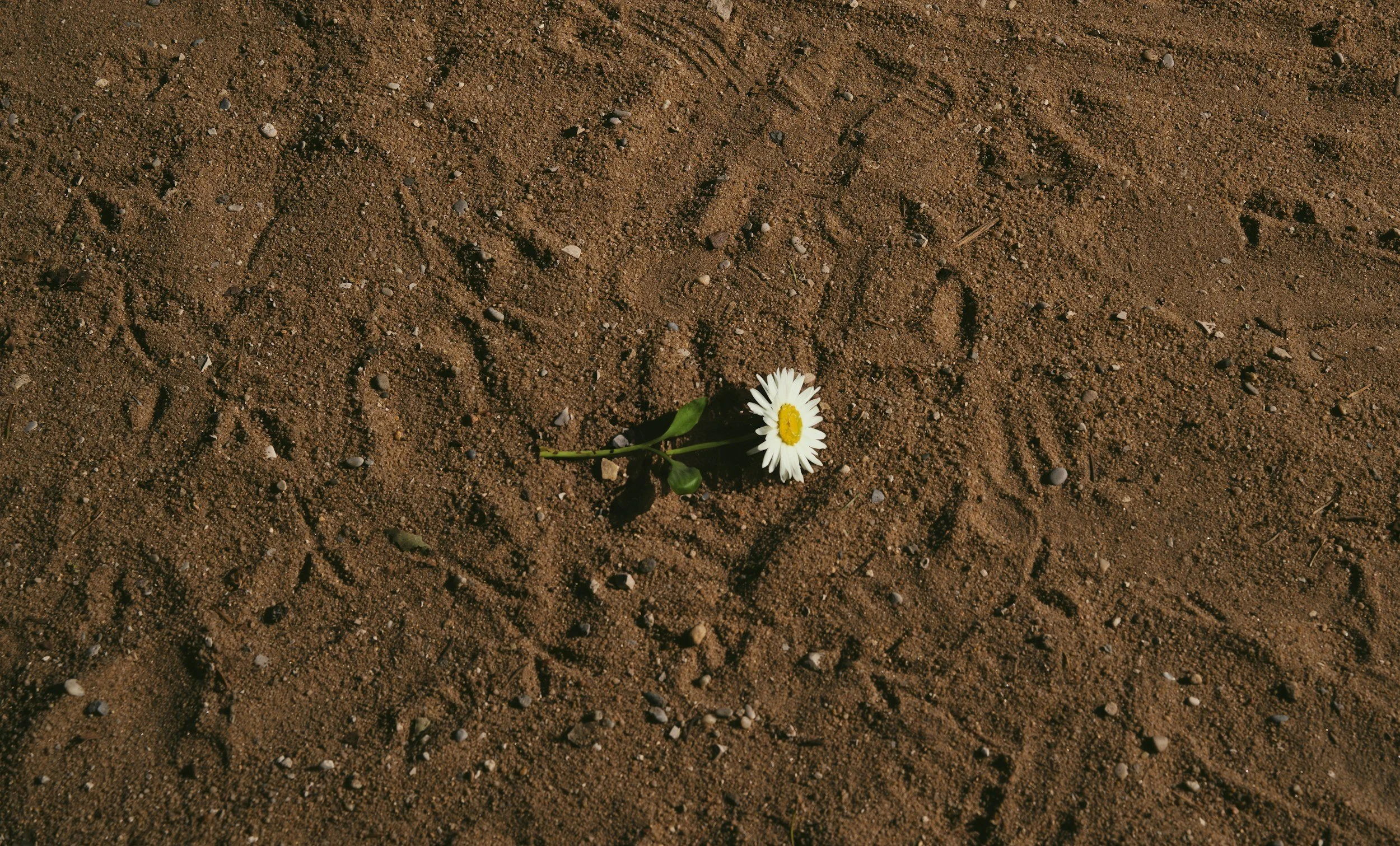 A daisy flower lying on brown, textured dirt ground with small rocks and pebbles.