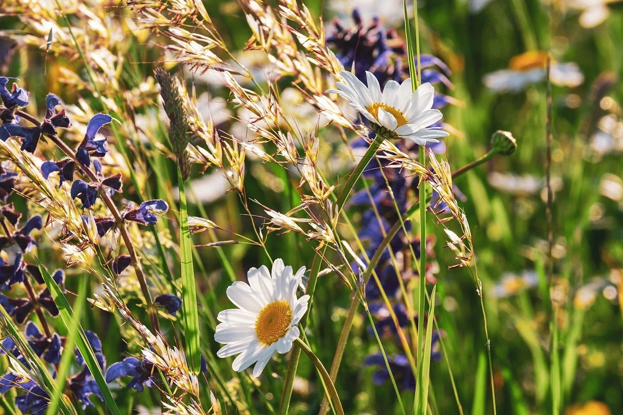 Wildflowers, including white daisies with yellow centers and purple flowers, growing among tall grasses in a sunny field.