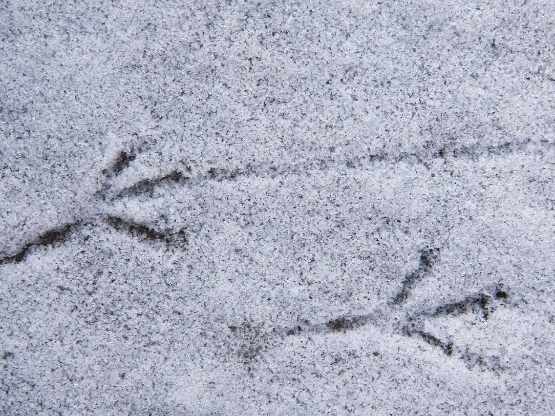 Voetjes van een merel in de sneeuw als symbool voor verborgen angst