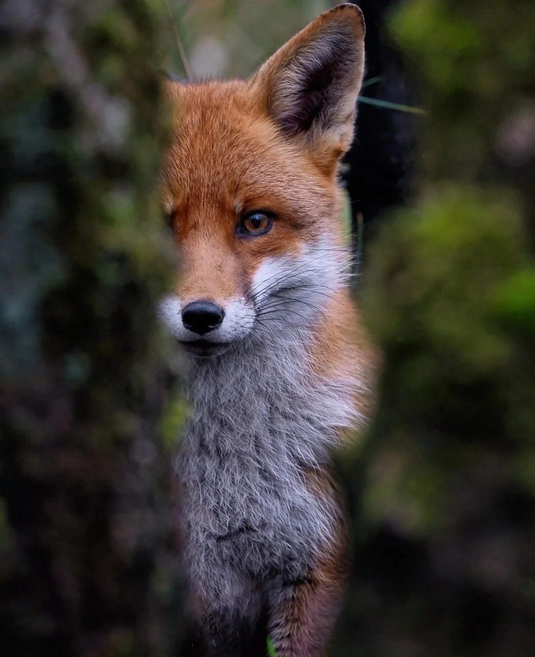Fox as a symbol of collective change and the evolution of consciousness