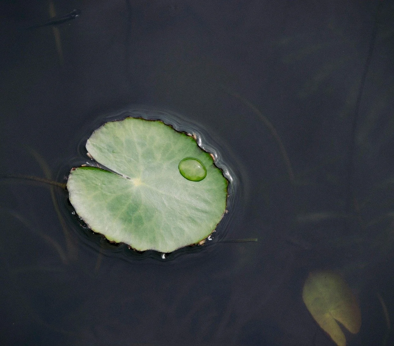 Lotus als symbool voor rust en verbinding bij contactgegevens