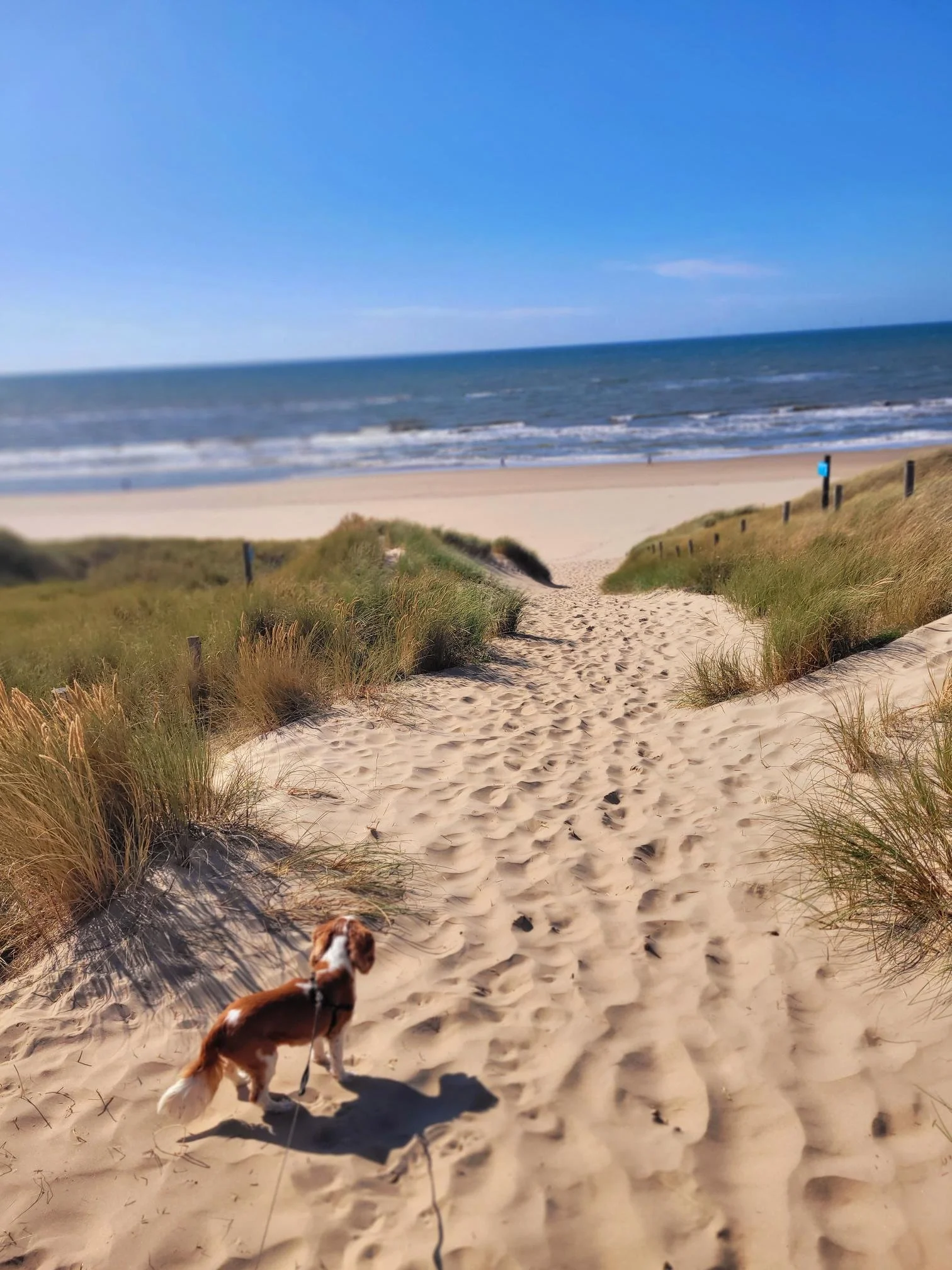 Path to the beach as a symbol of inner freedom
