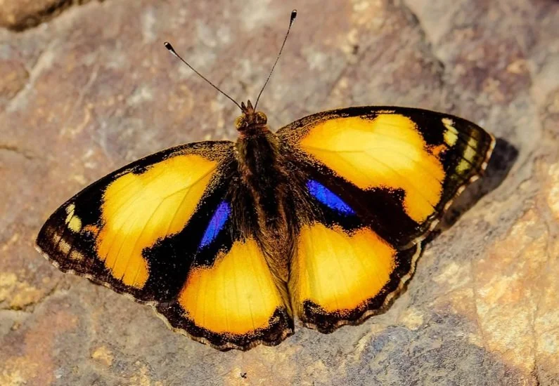 Butterfly as a symbol of the potential for self-healing and transformation