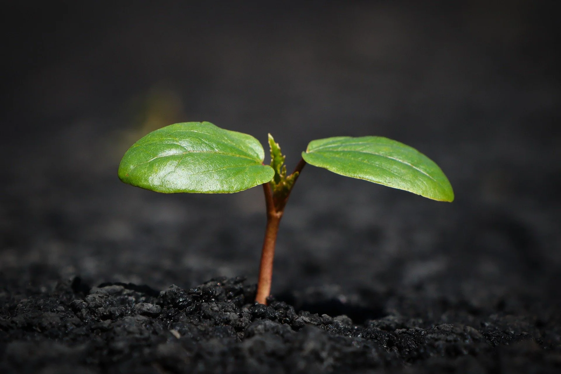 Small sprout growing next to practical information about self-healing sessions