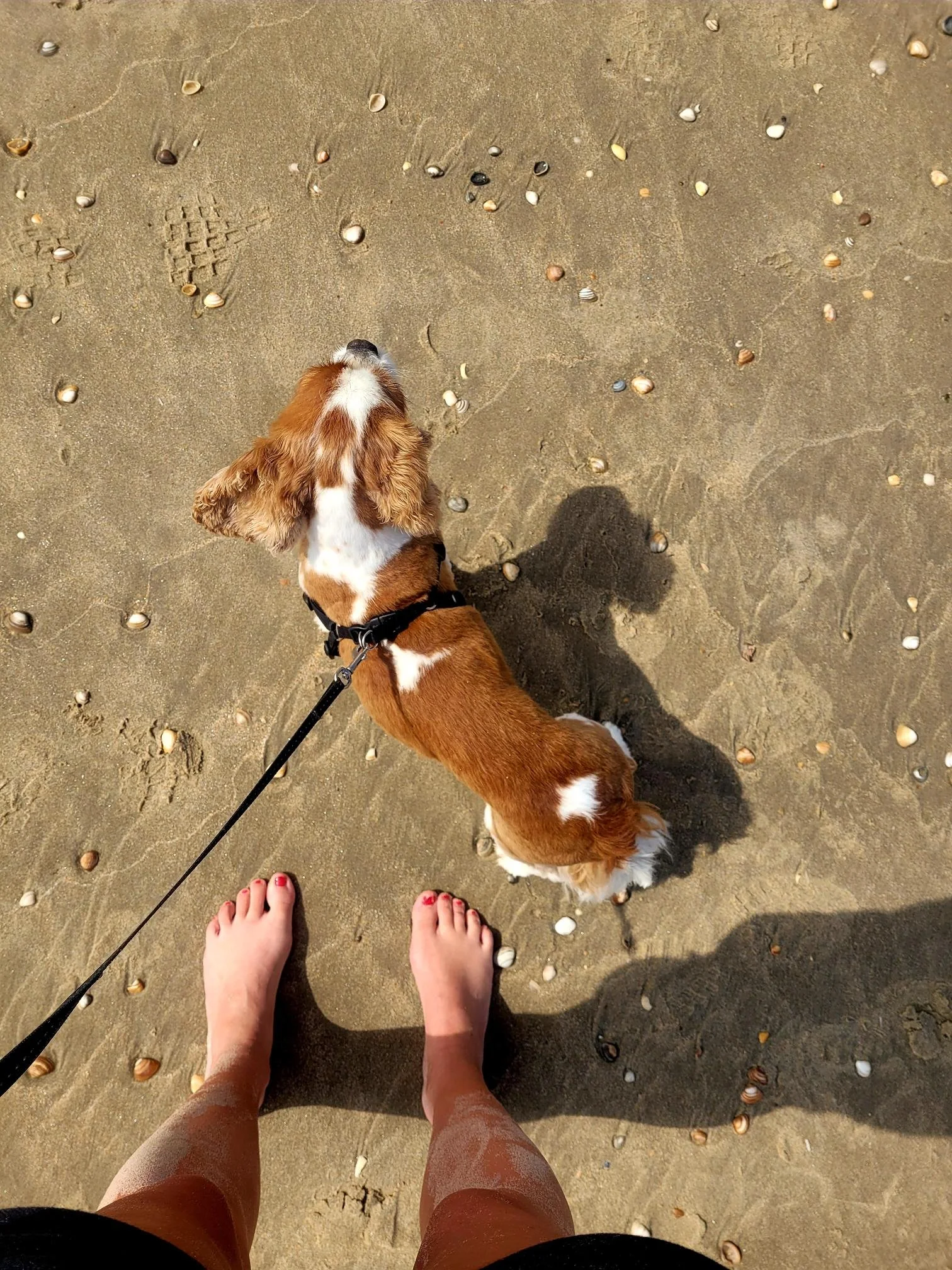 Dog on the beach as a symbol of embodiment and self-healing