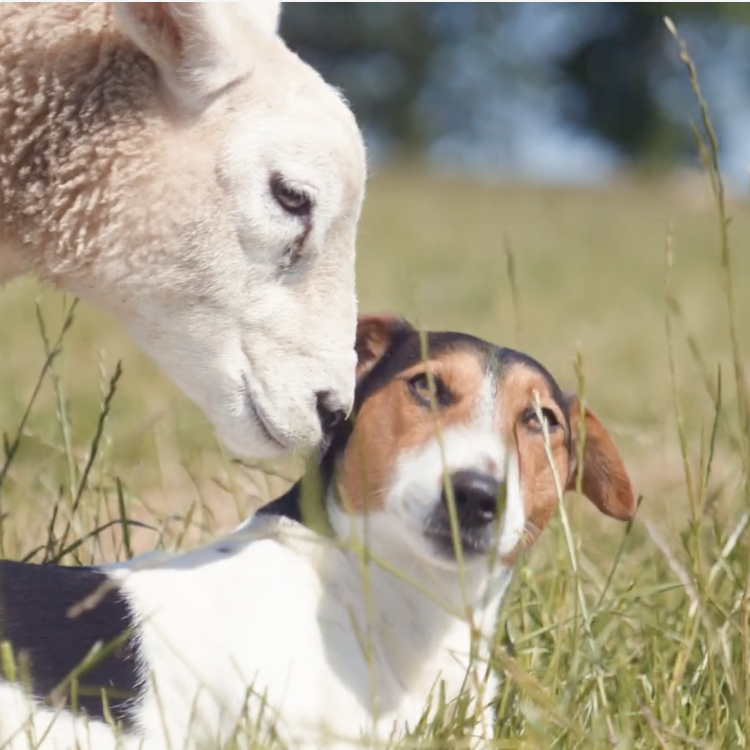 Beaumont & Bear X NFU Mutual