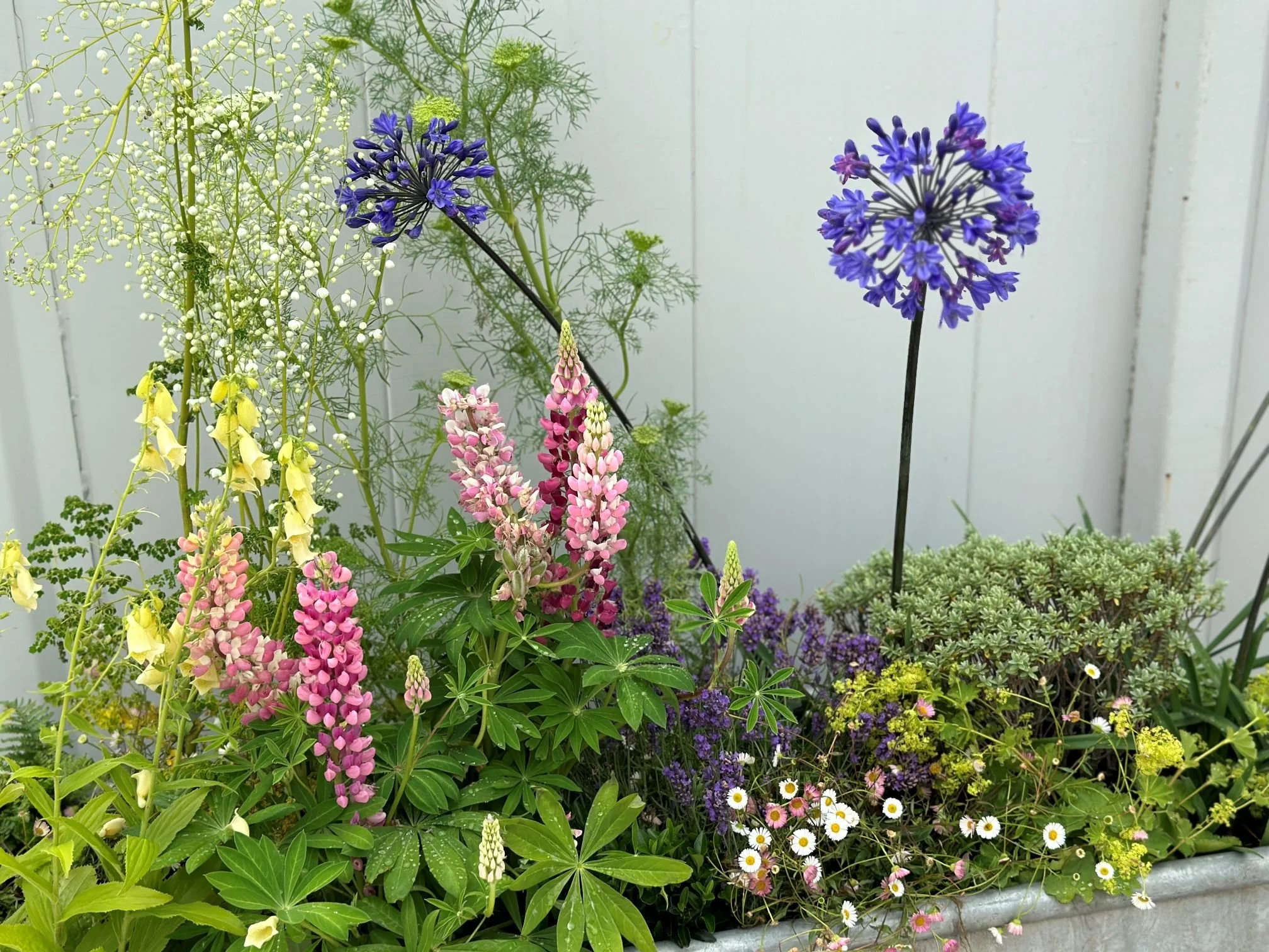 Purple and yellow flowers growing in a garden with a black wooden fence in the background.