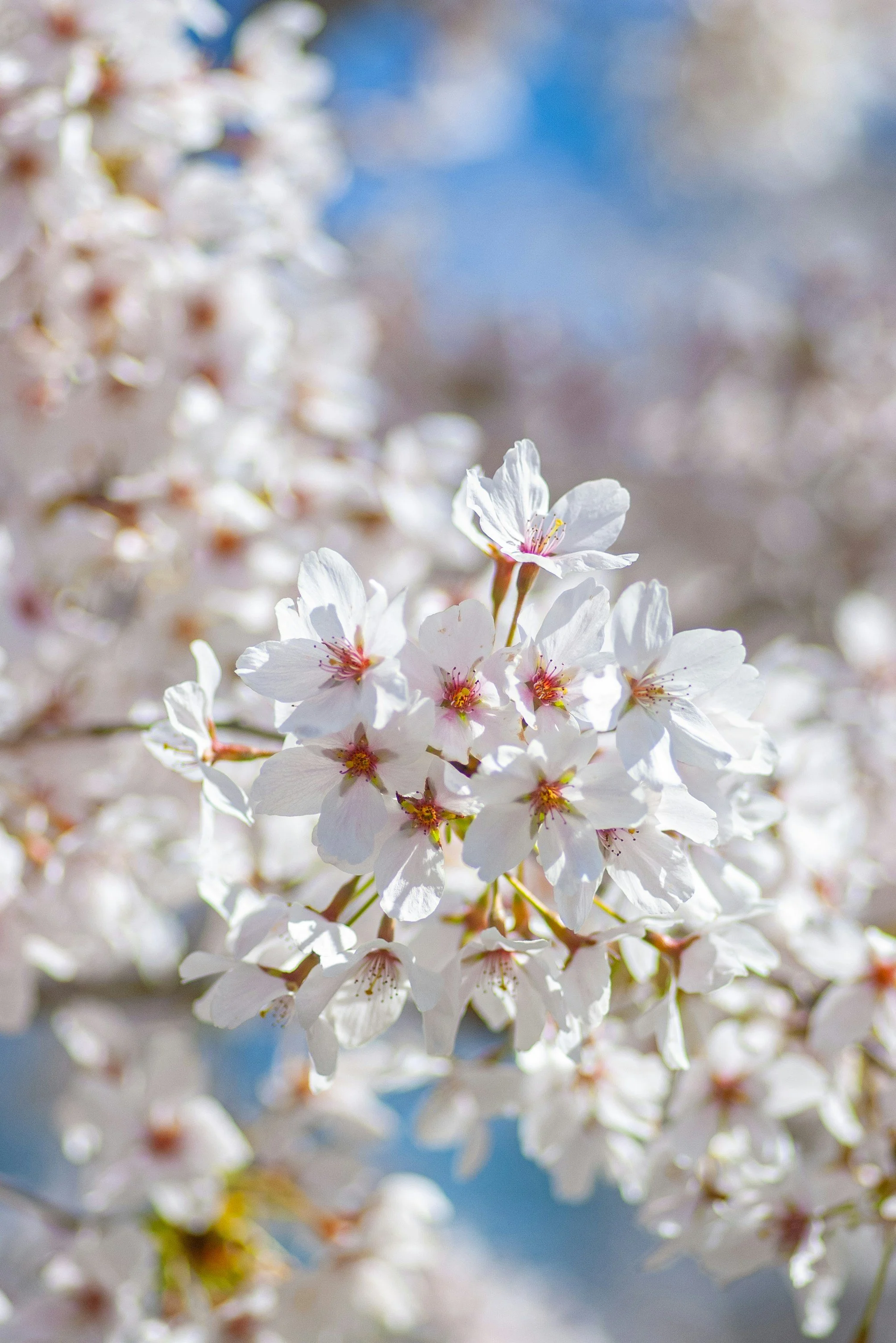 Close-up of white cherry blossoms with a blurred background of blue sky and more blossoms.