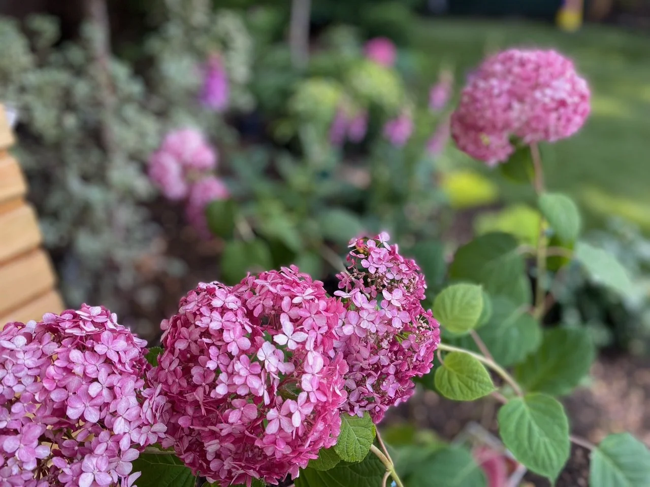 Pink hydrangea flowers in a garden with green leaves and blurred background.