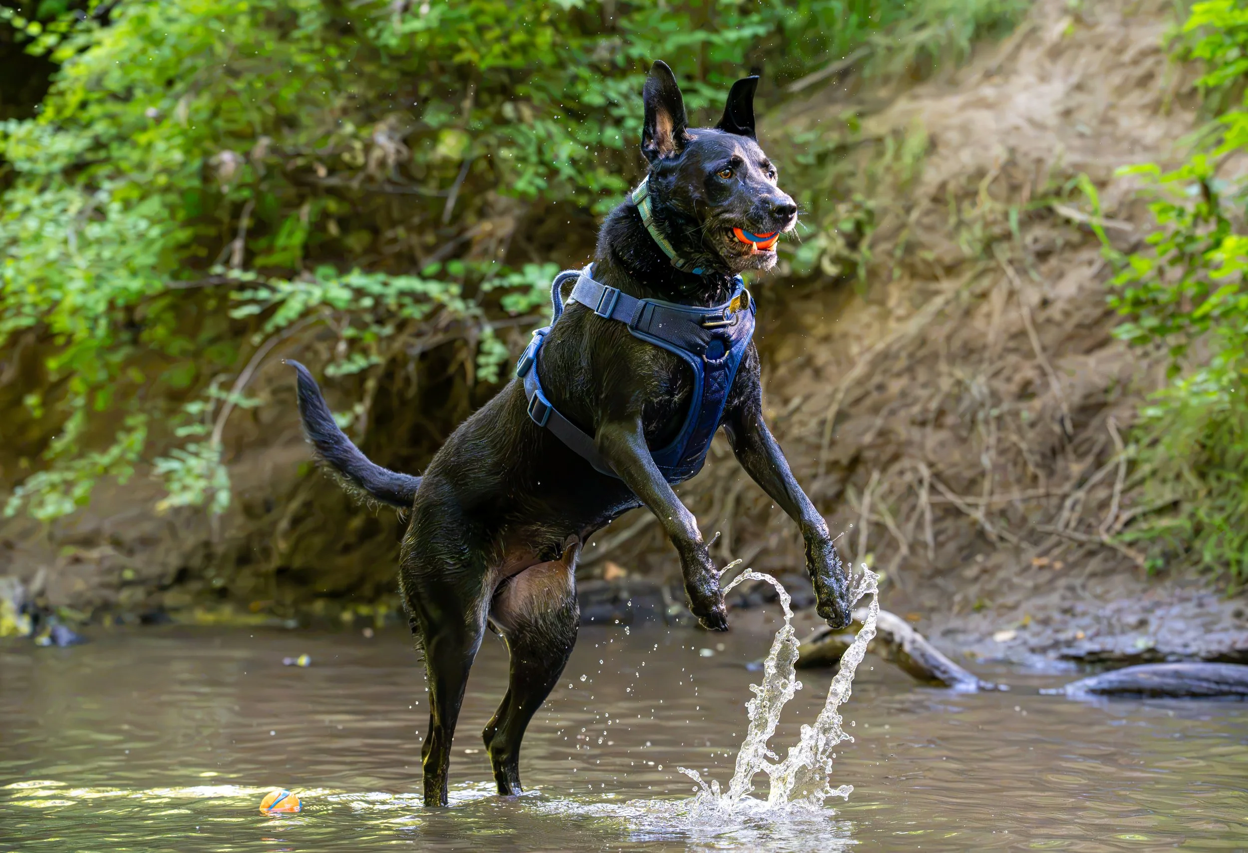 Myla and Arlo-26.jpg