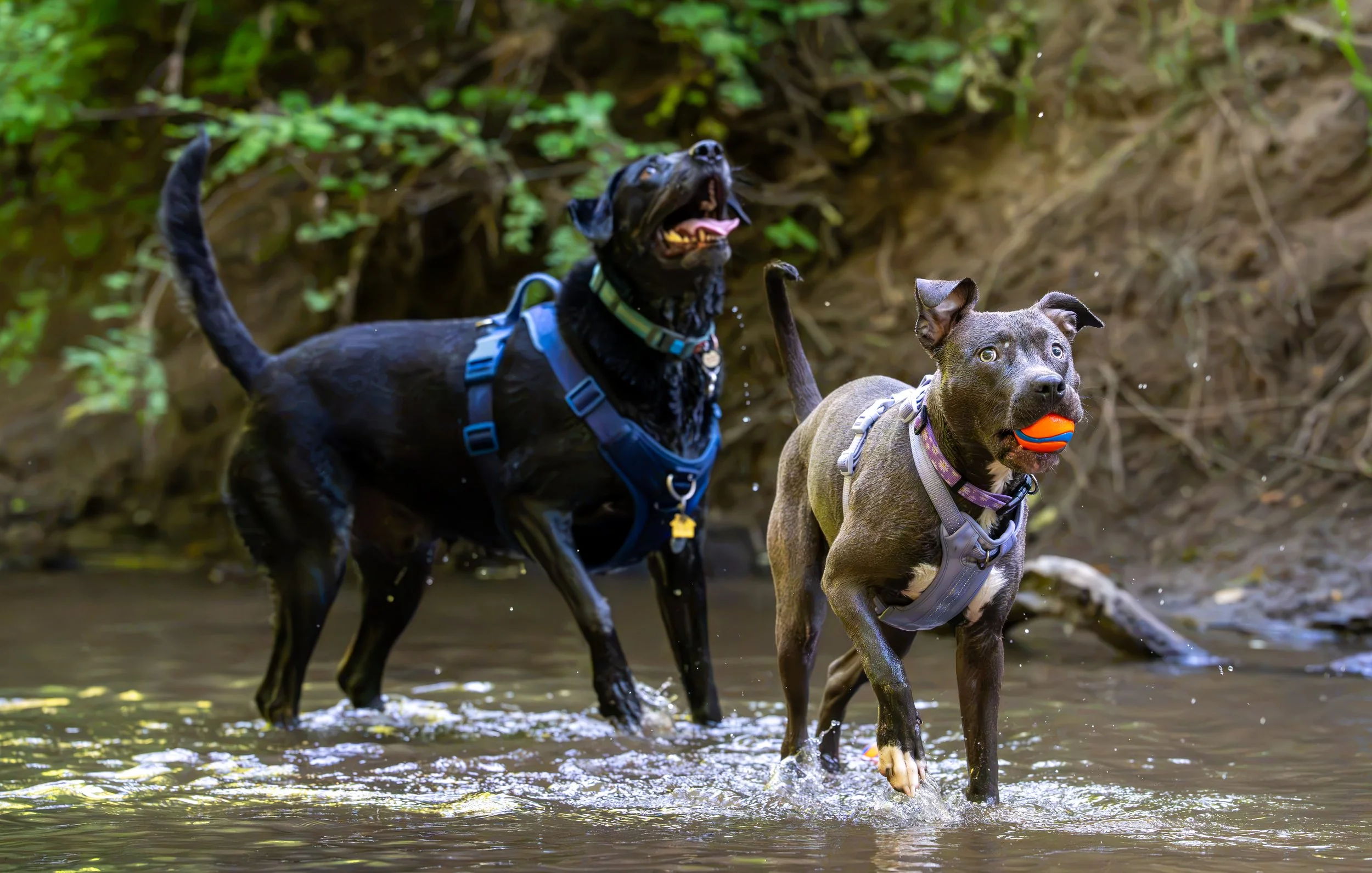 Myla and Arlo-21.jpg
