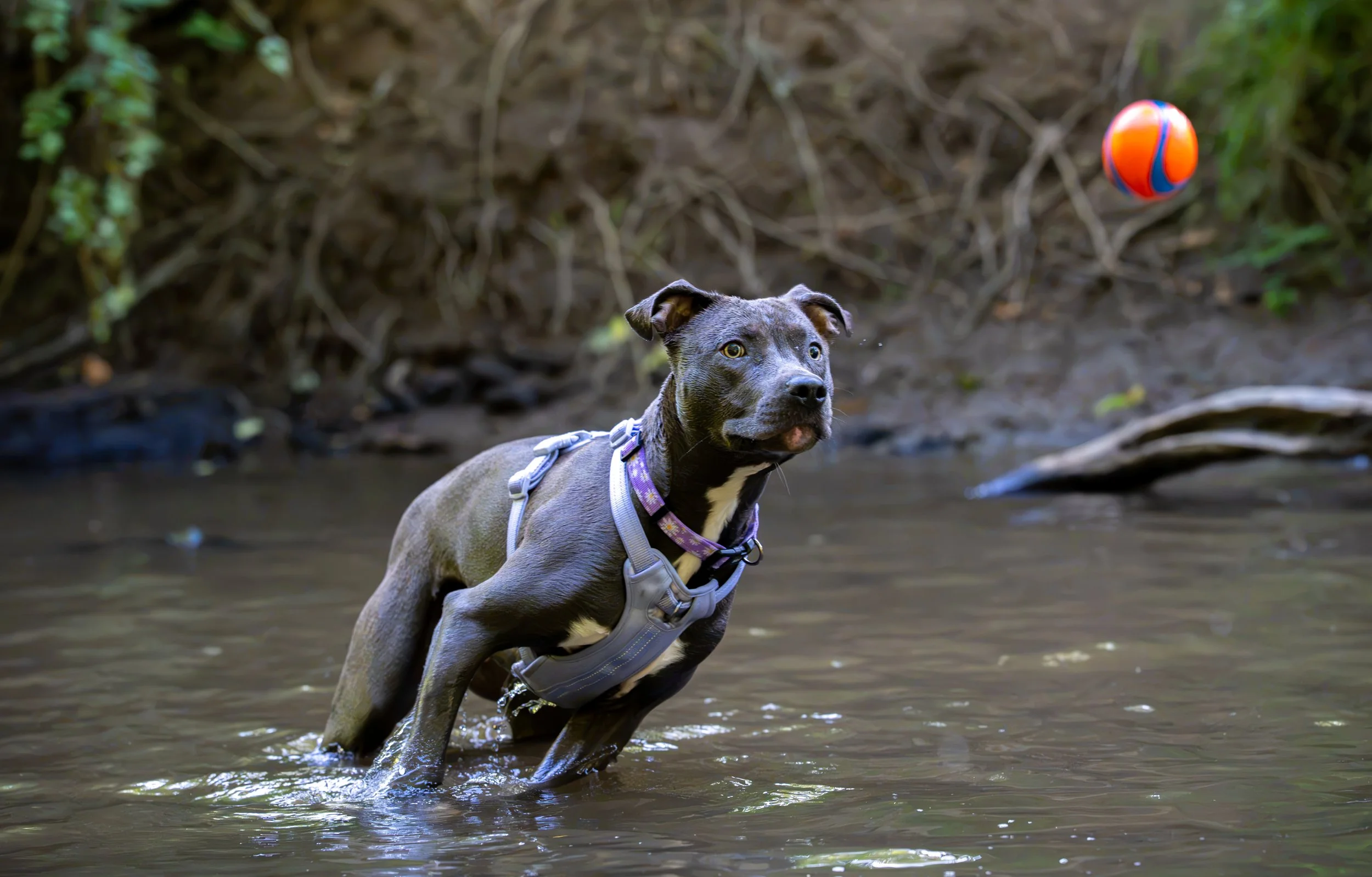 Myla and Arlo-31.jpg