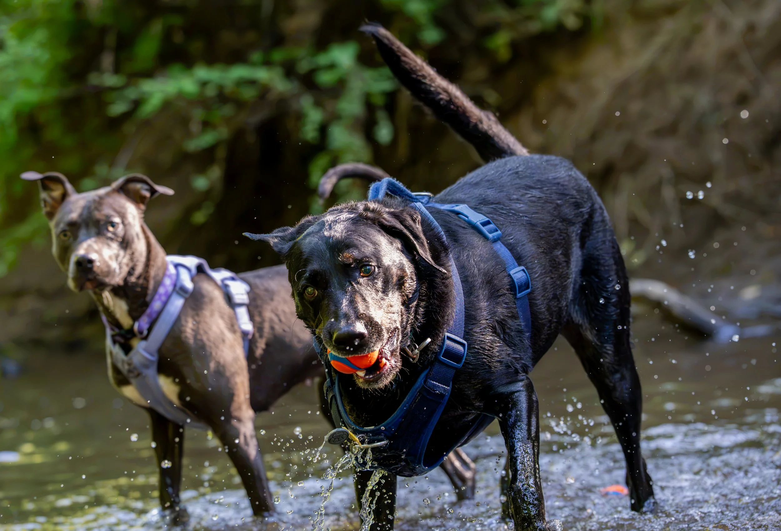 Myla and Arlo-23.jpg