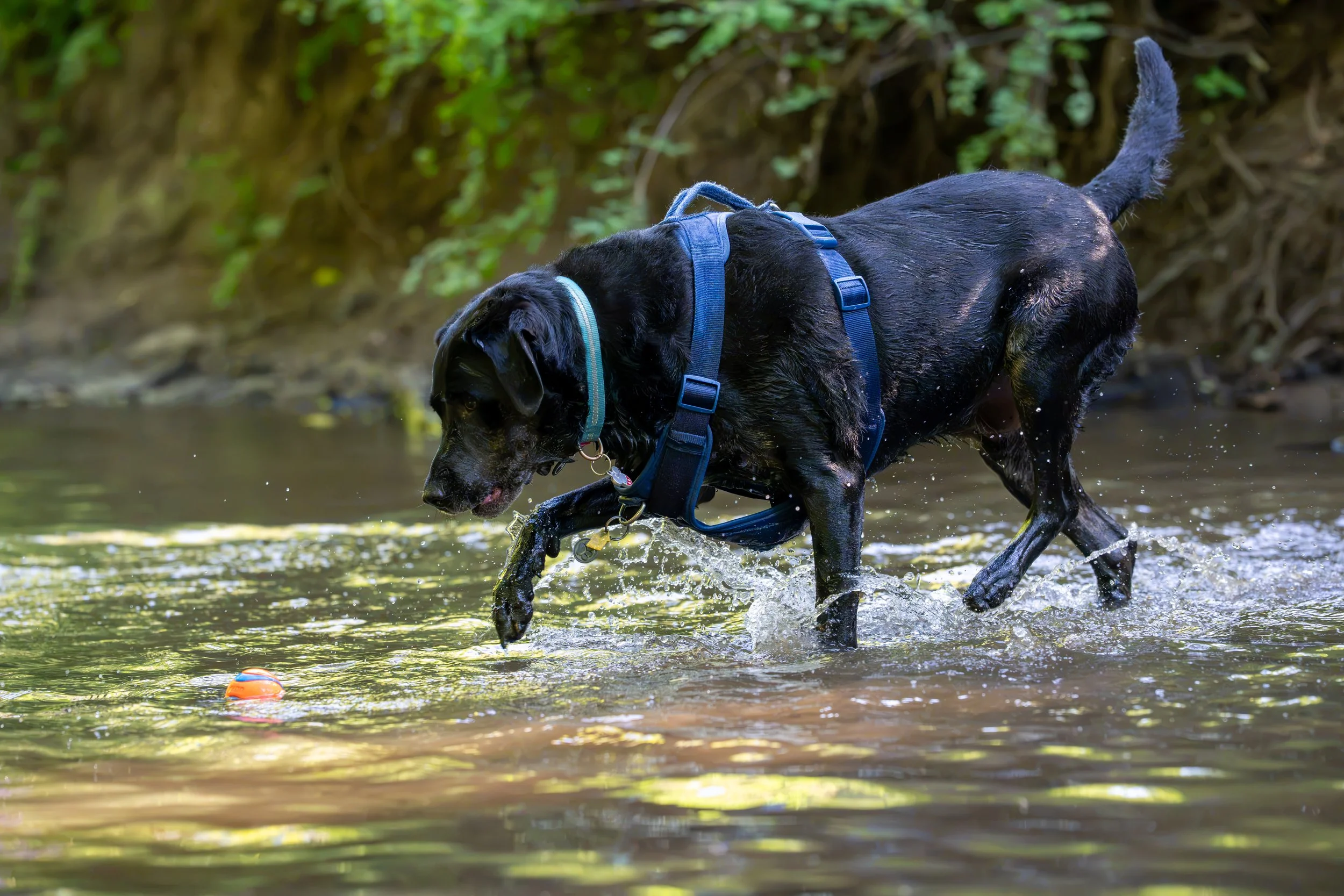 Myla and Arlo-25.jpg