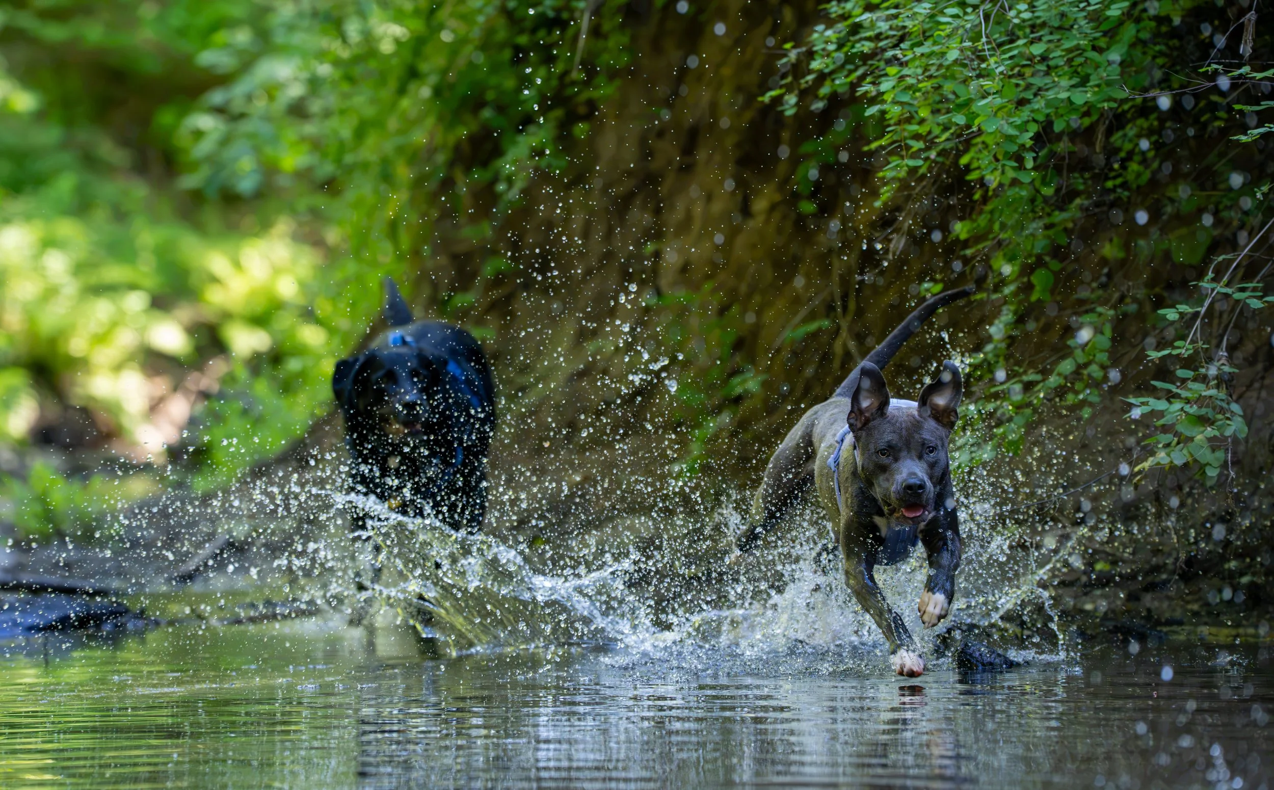 Myla and Arlo-35.jpg