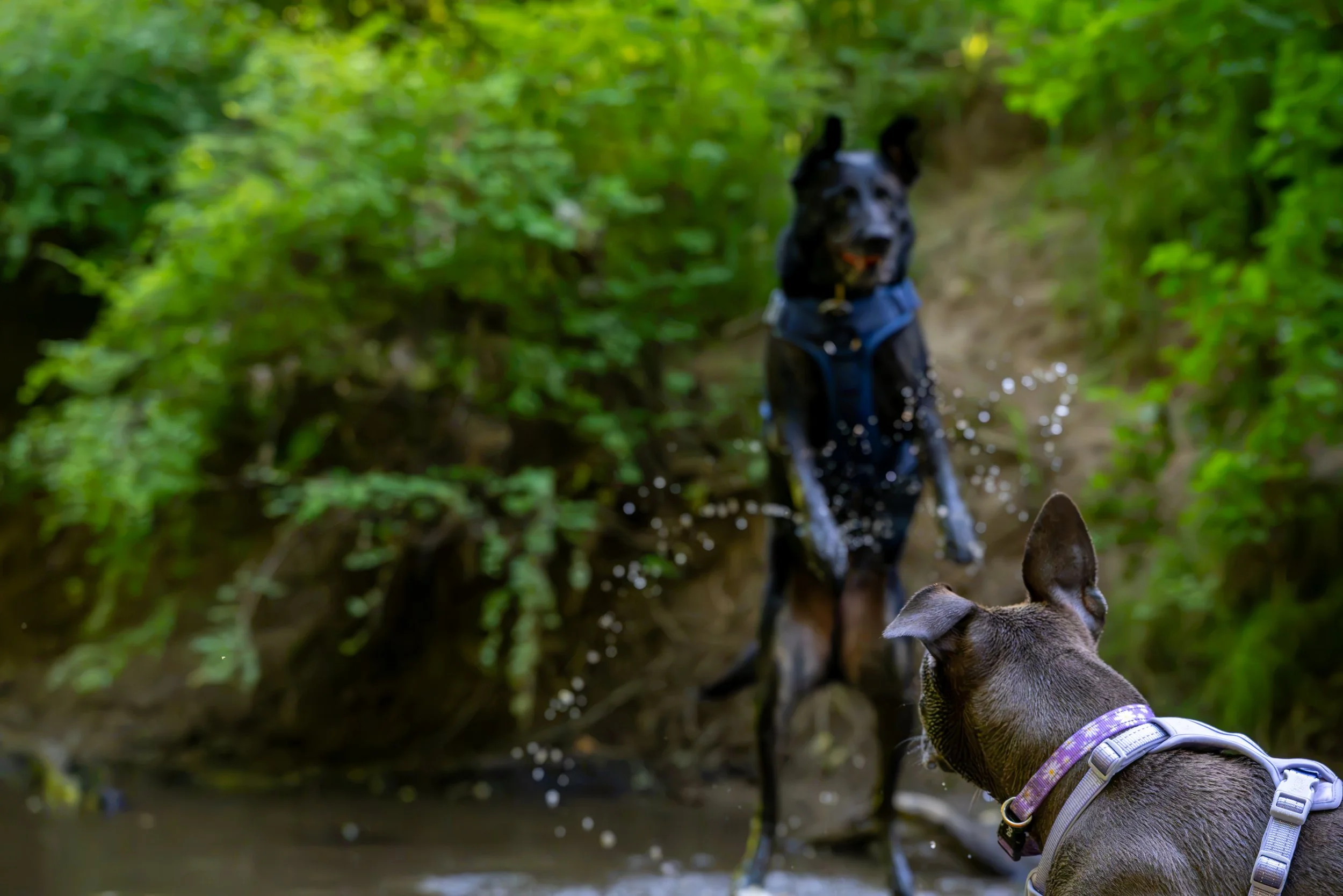 Myla and Arlo-18.jpg