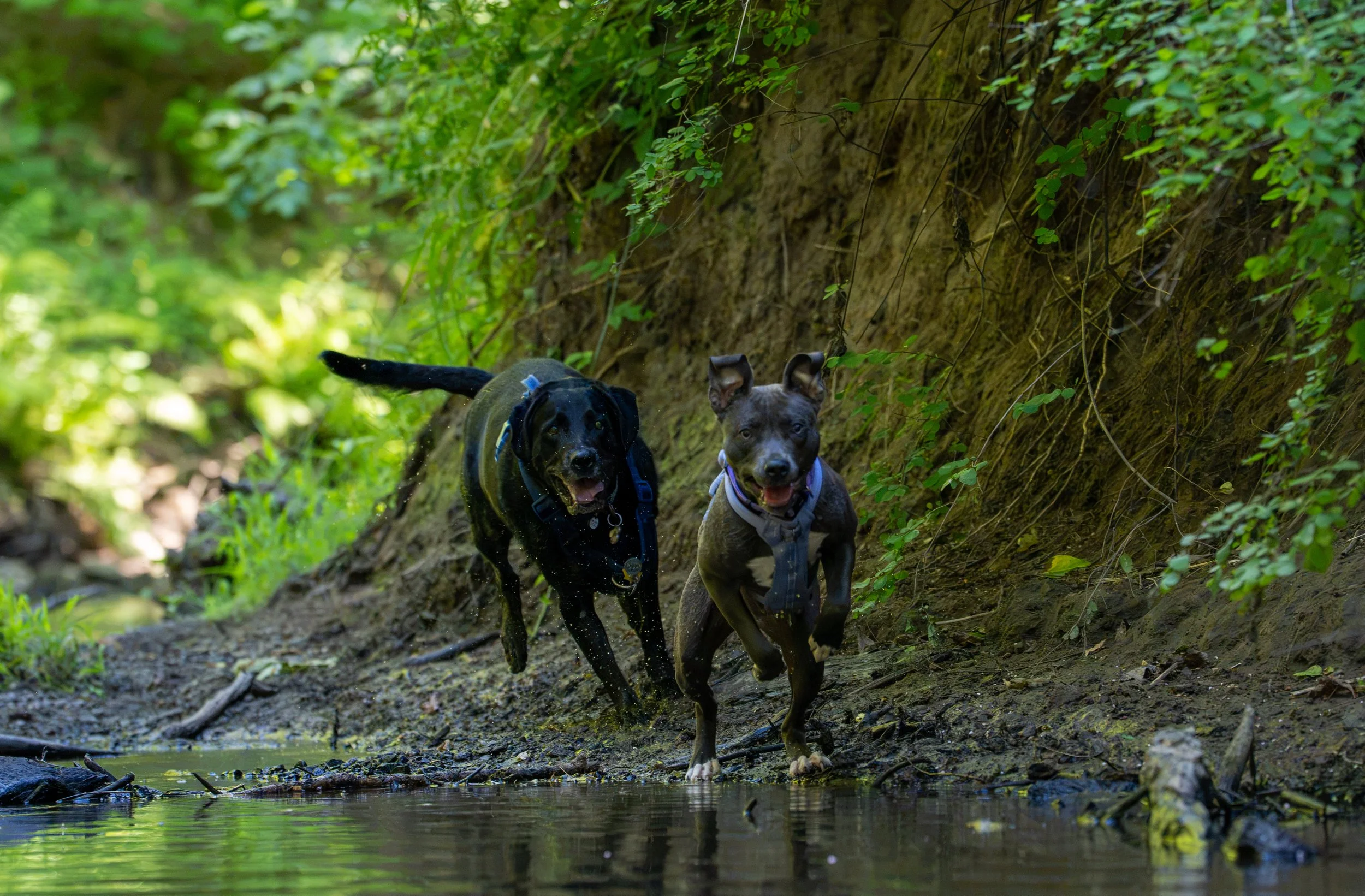 Myla and Arlo-36.jpg