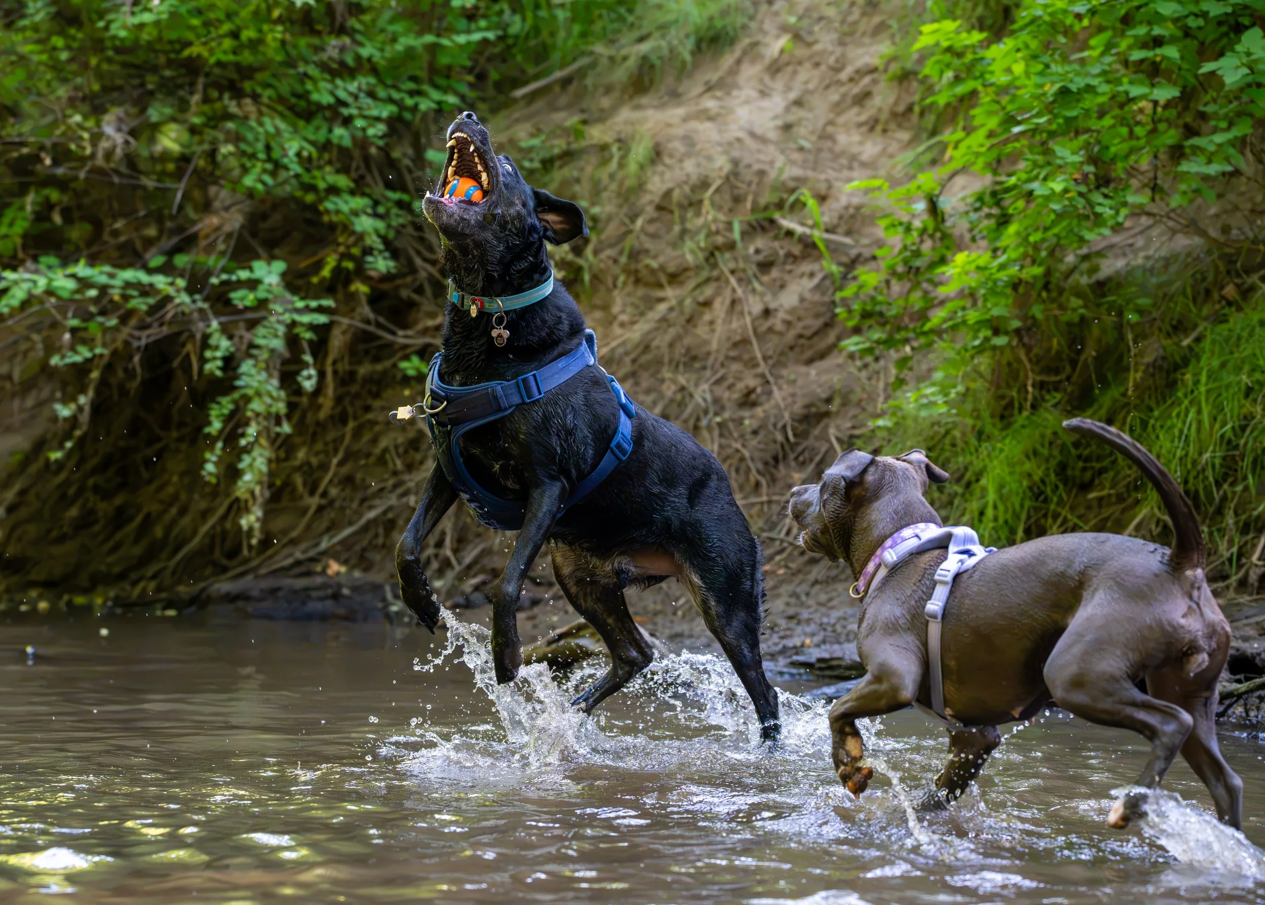 Myla and Arlo-22.jpg