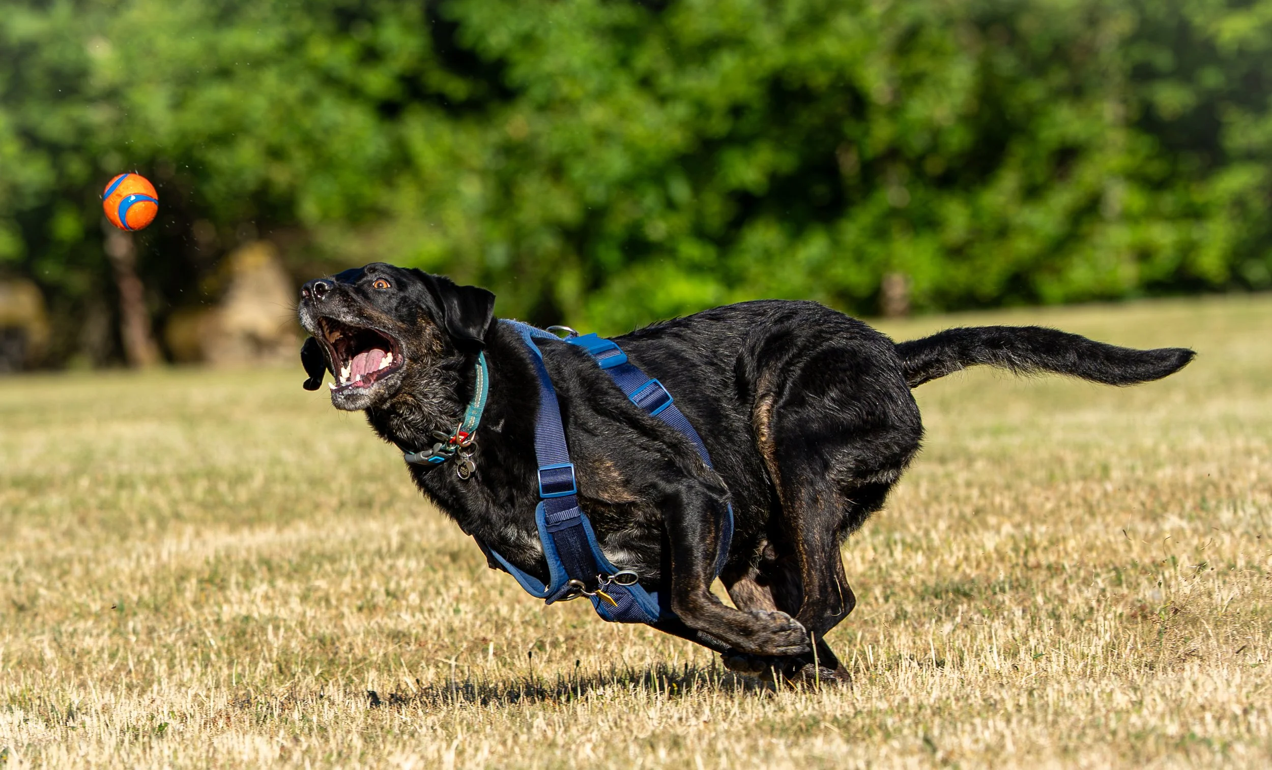 Arlo Ball Zoom.jpg