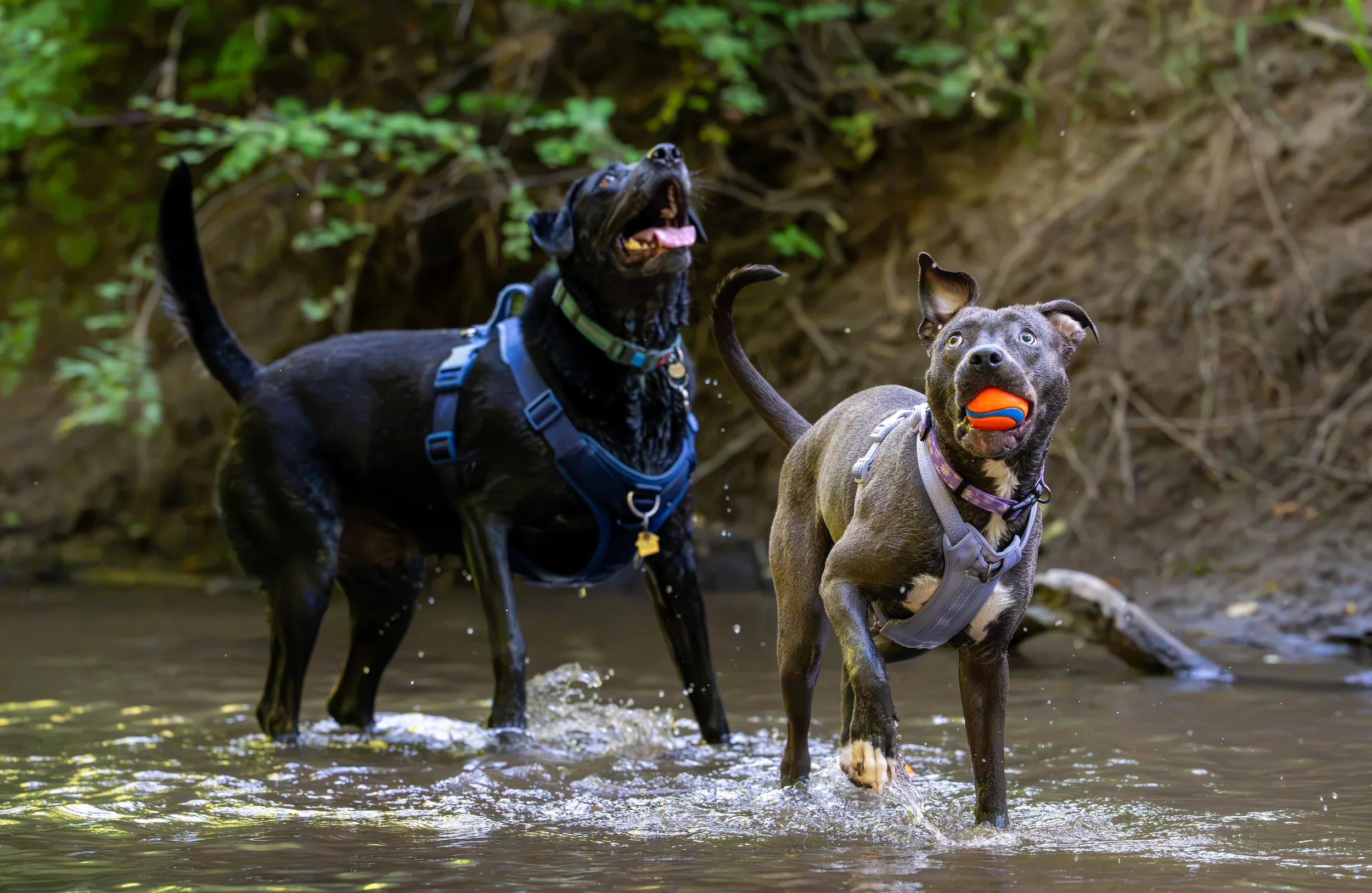 Myla and Arlo-20.jpg