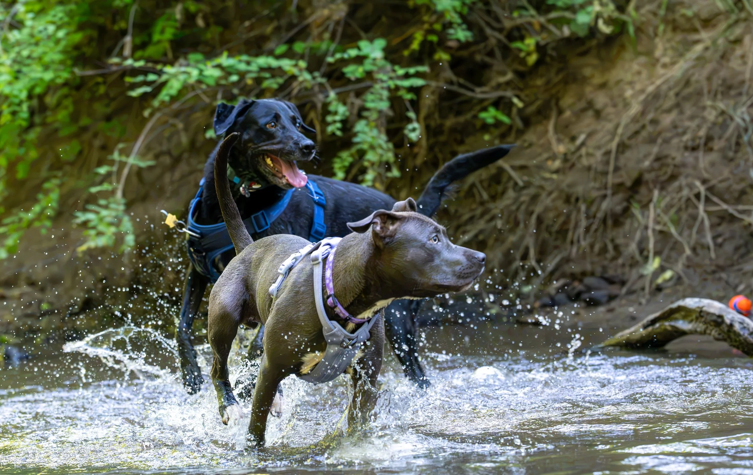 Myla and Arlo-27.jpg