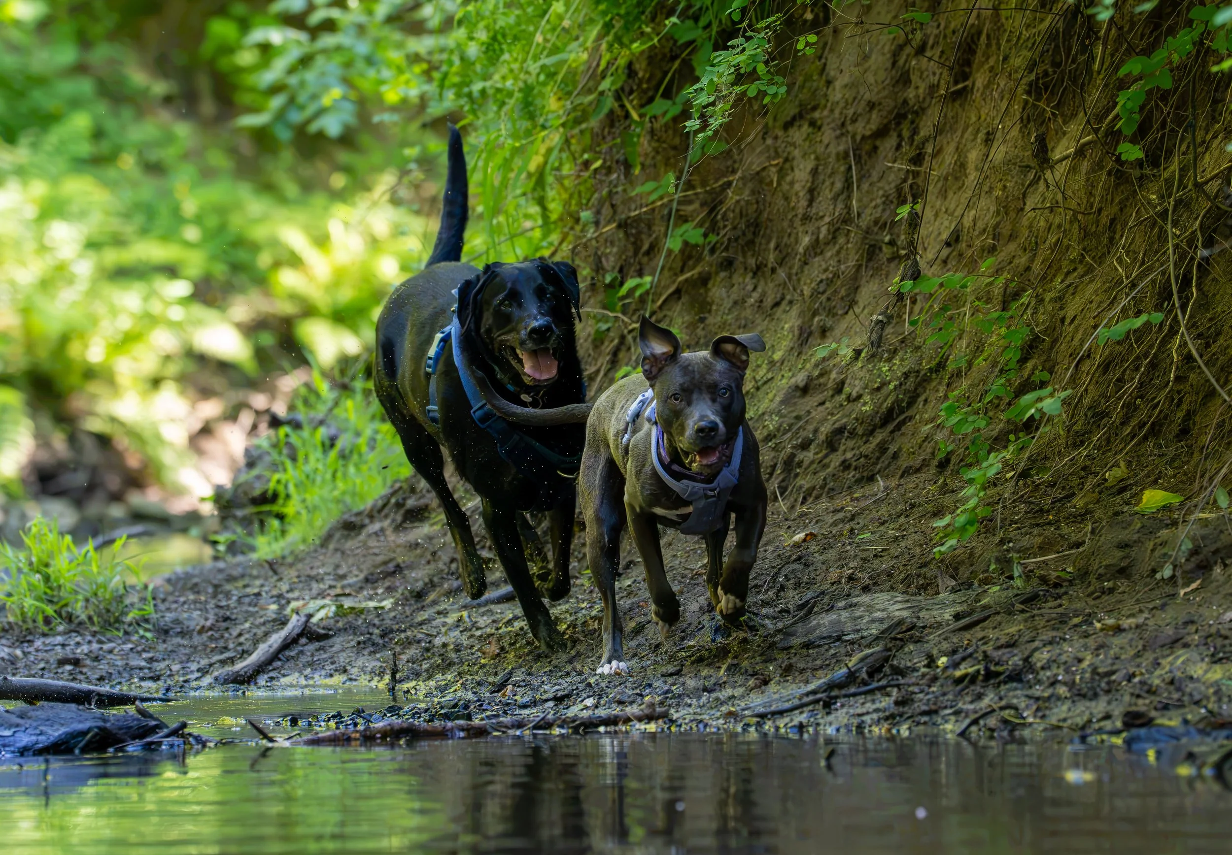 Myla and Arlo-37.jpg