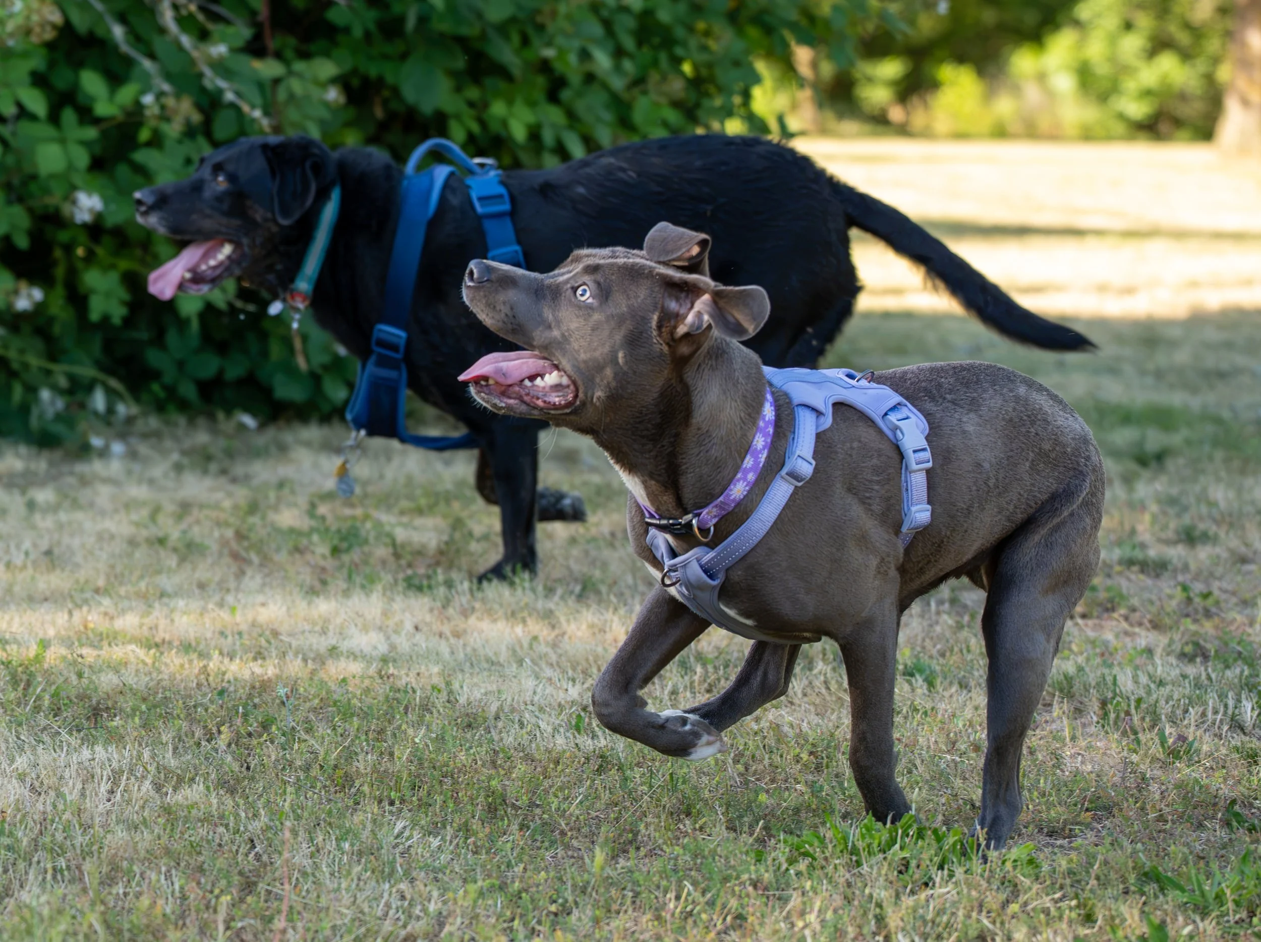 Myla and Arlo-5.jpg