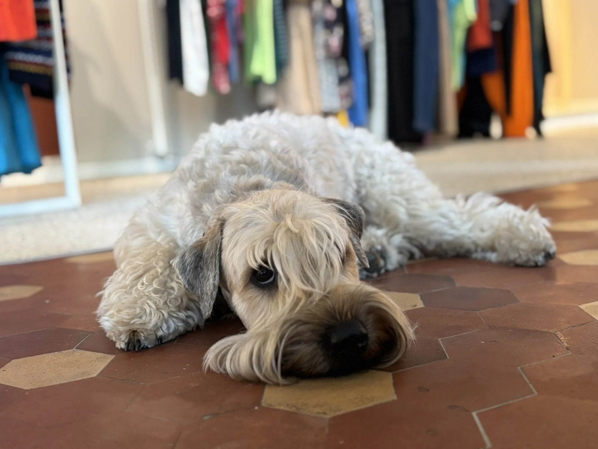 A fluffy, light-colored puppy with darker ears lying on a wooden floor inside a store, surrounded by clothing racks.