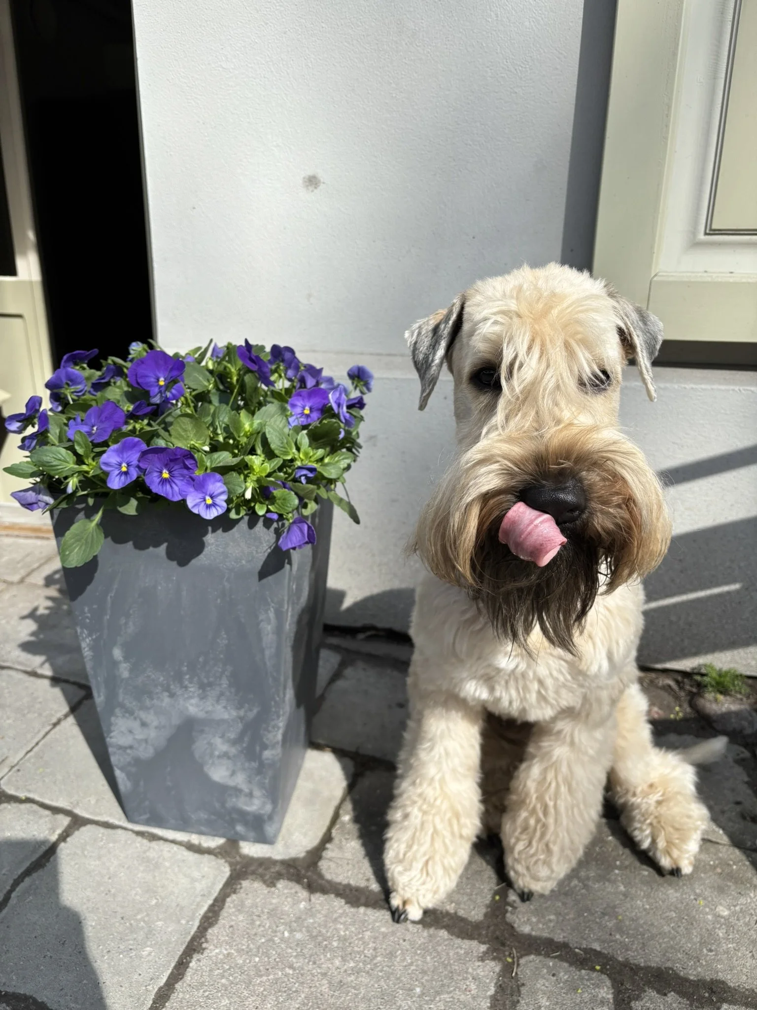 A cute, fluffy cream-colored dog sitting on a paved surface next to a gray pot filled with purple flowers, outside by a white wall with a window.