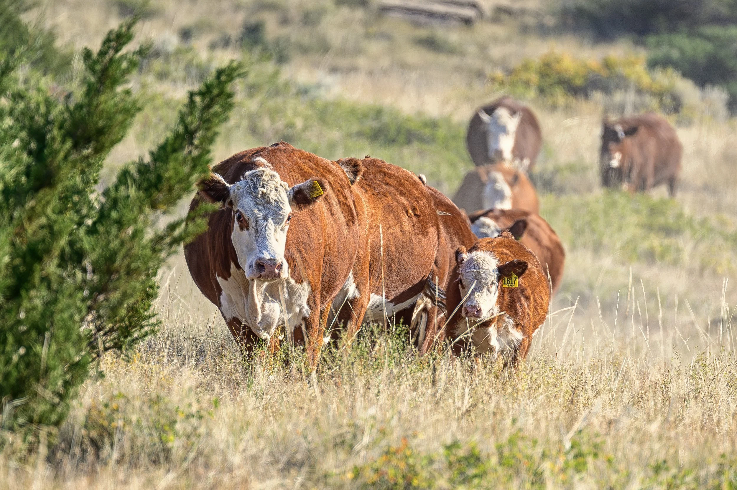 Mom and Calf by bush copy.jpg