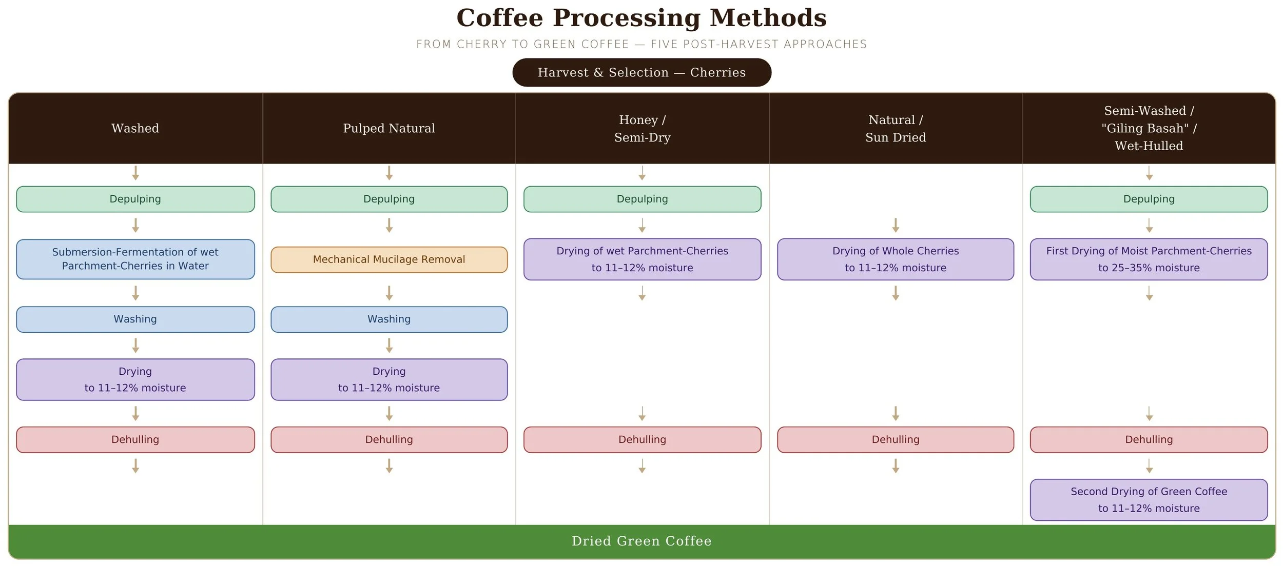 The 6 Things You Need to Know About Coffee Fermentation
