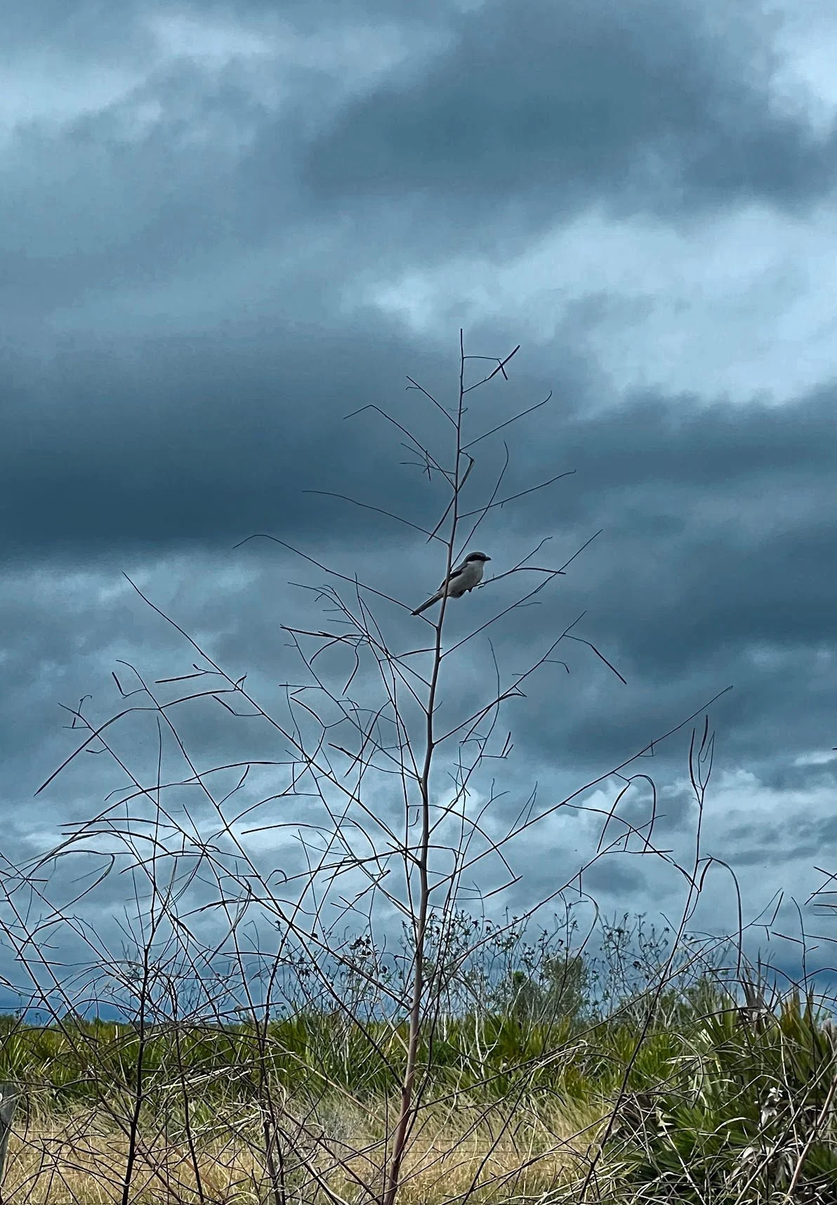 “Sorrow &amp; Shrike”