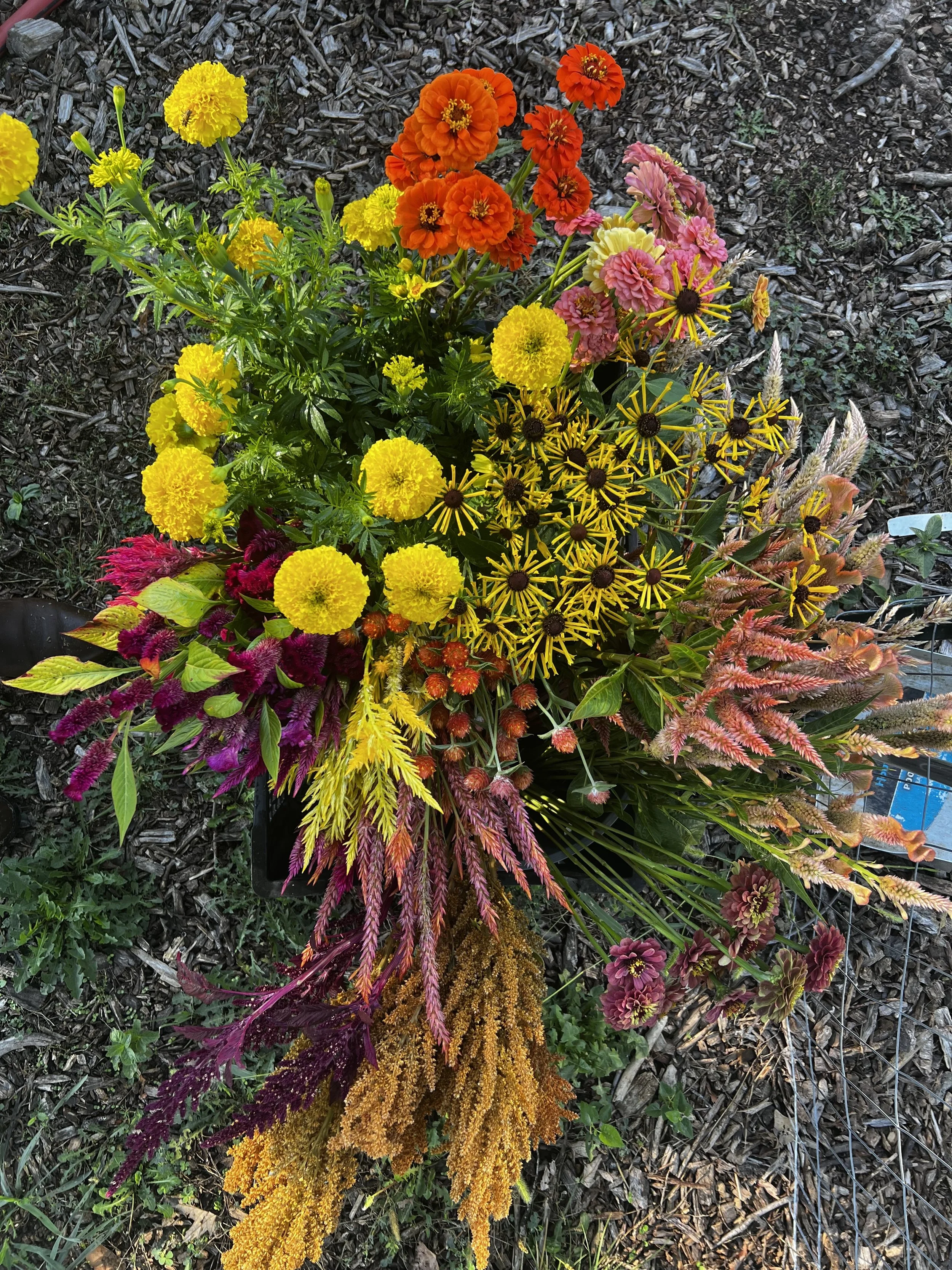 fall flowers in bright colors