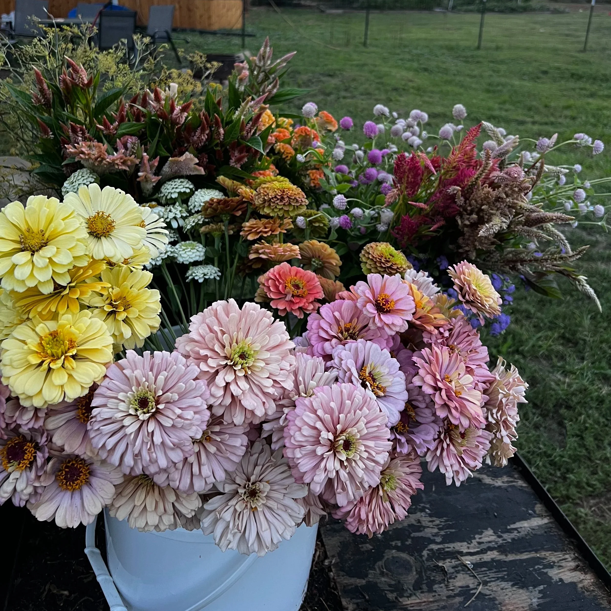 late summer zinnias and other flowers