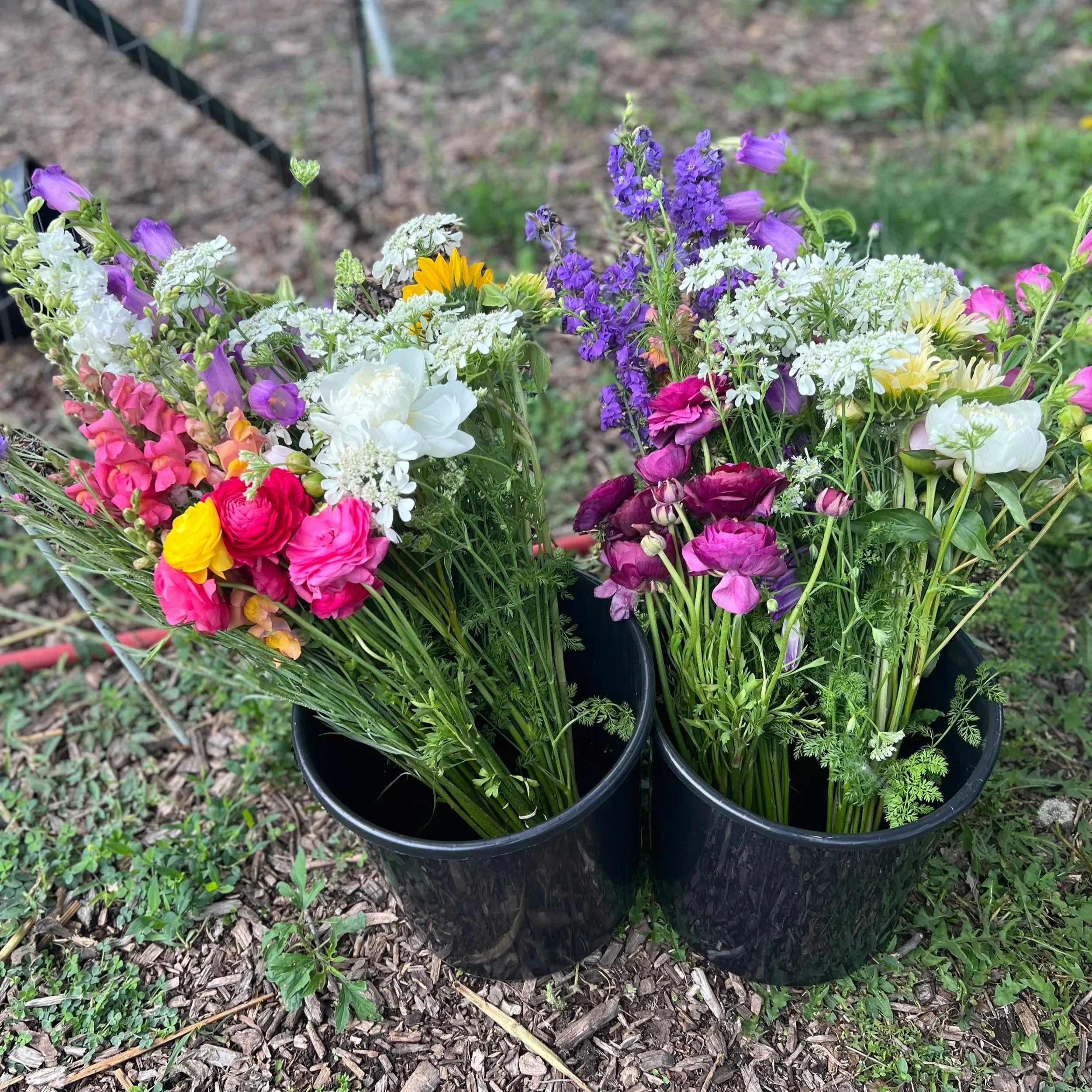 Spring flower bundles with larkspur, orlaya, ranunculus, and more