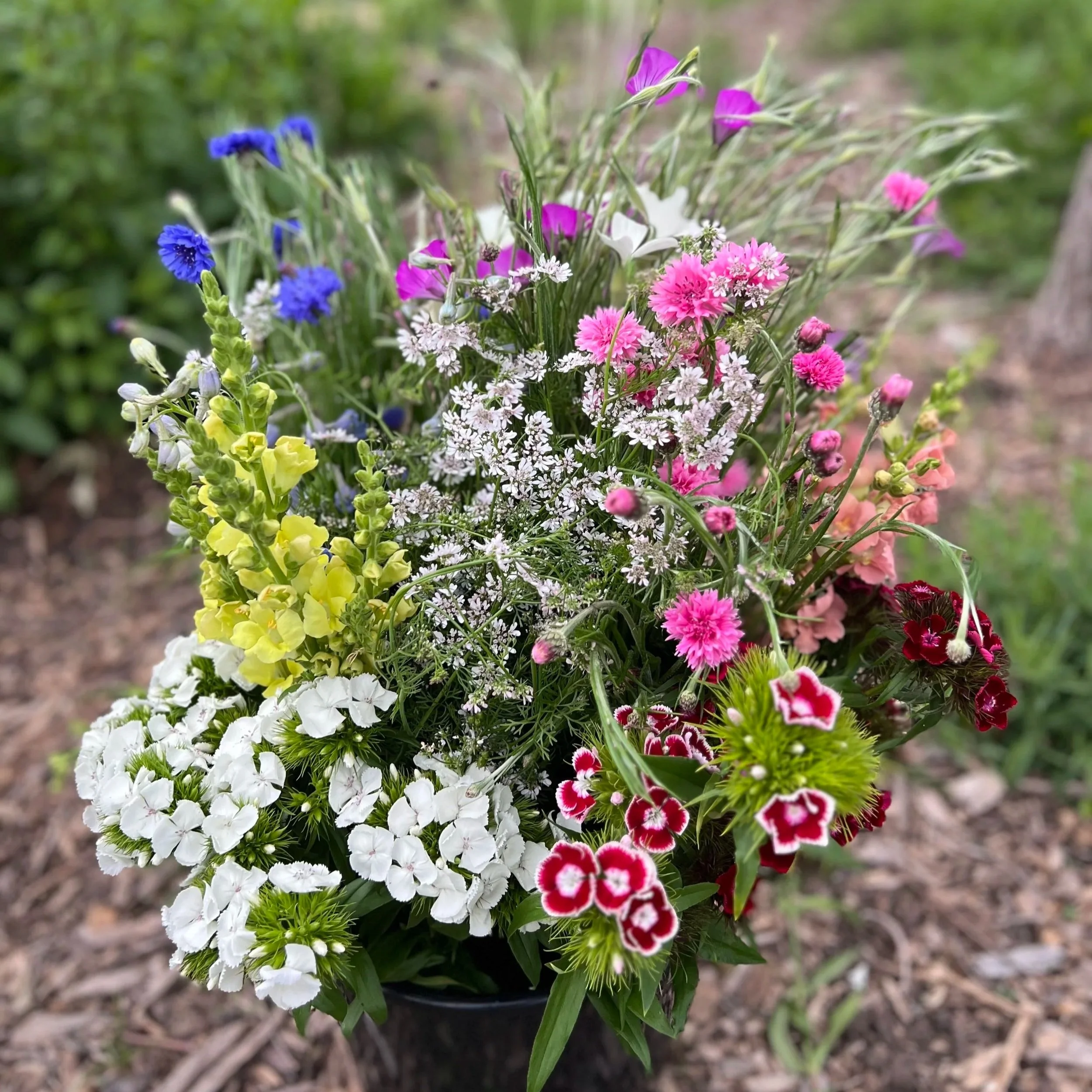 spring flowers such as dianthus, snapdragons, and bachelor buttons
