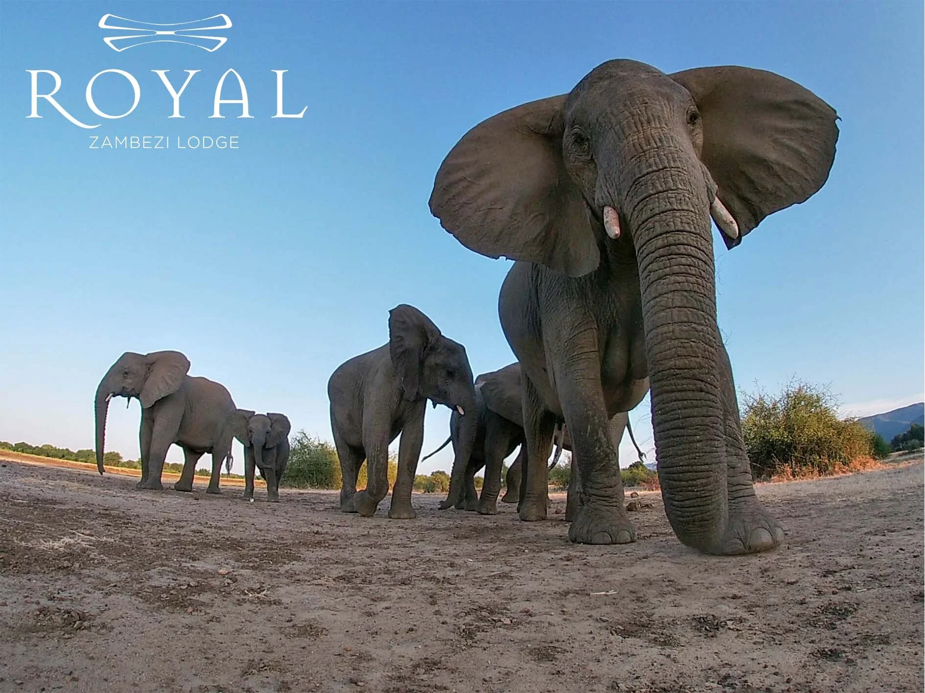 The Royal Zambezi Lodge