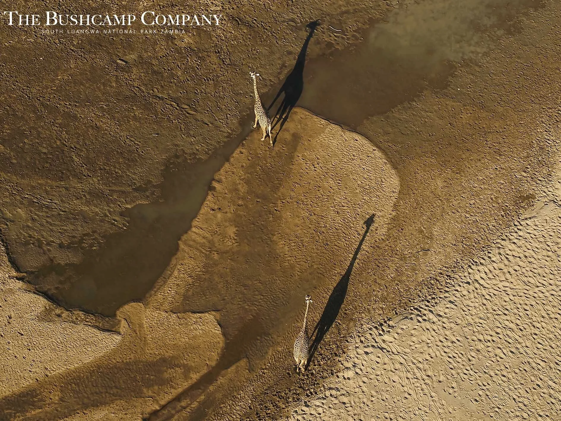 The Bushcamp Company