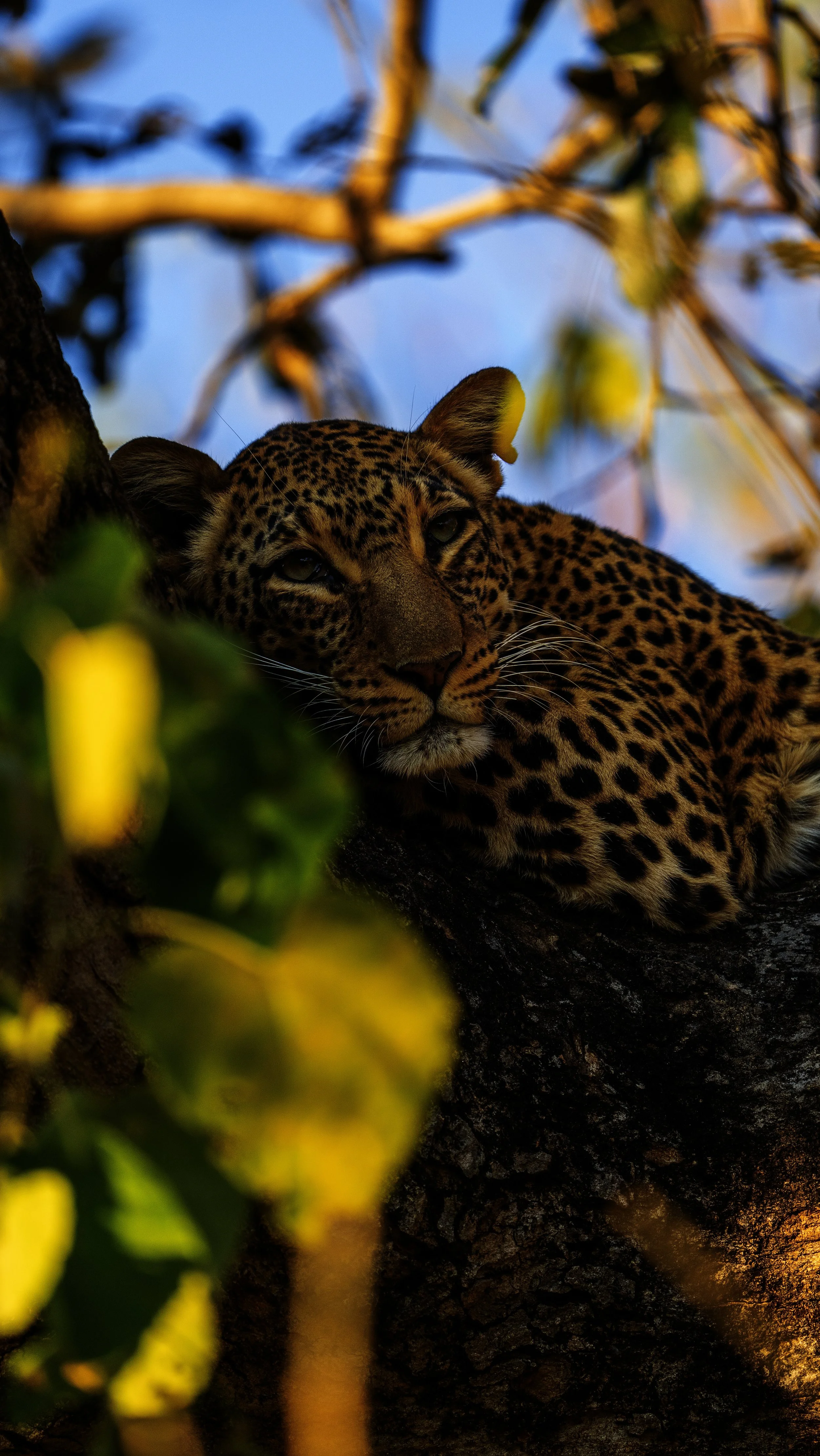 12 SPOTTED SILENCE.jpg