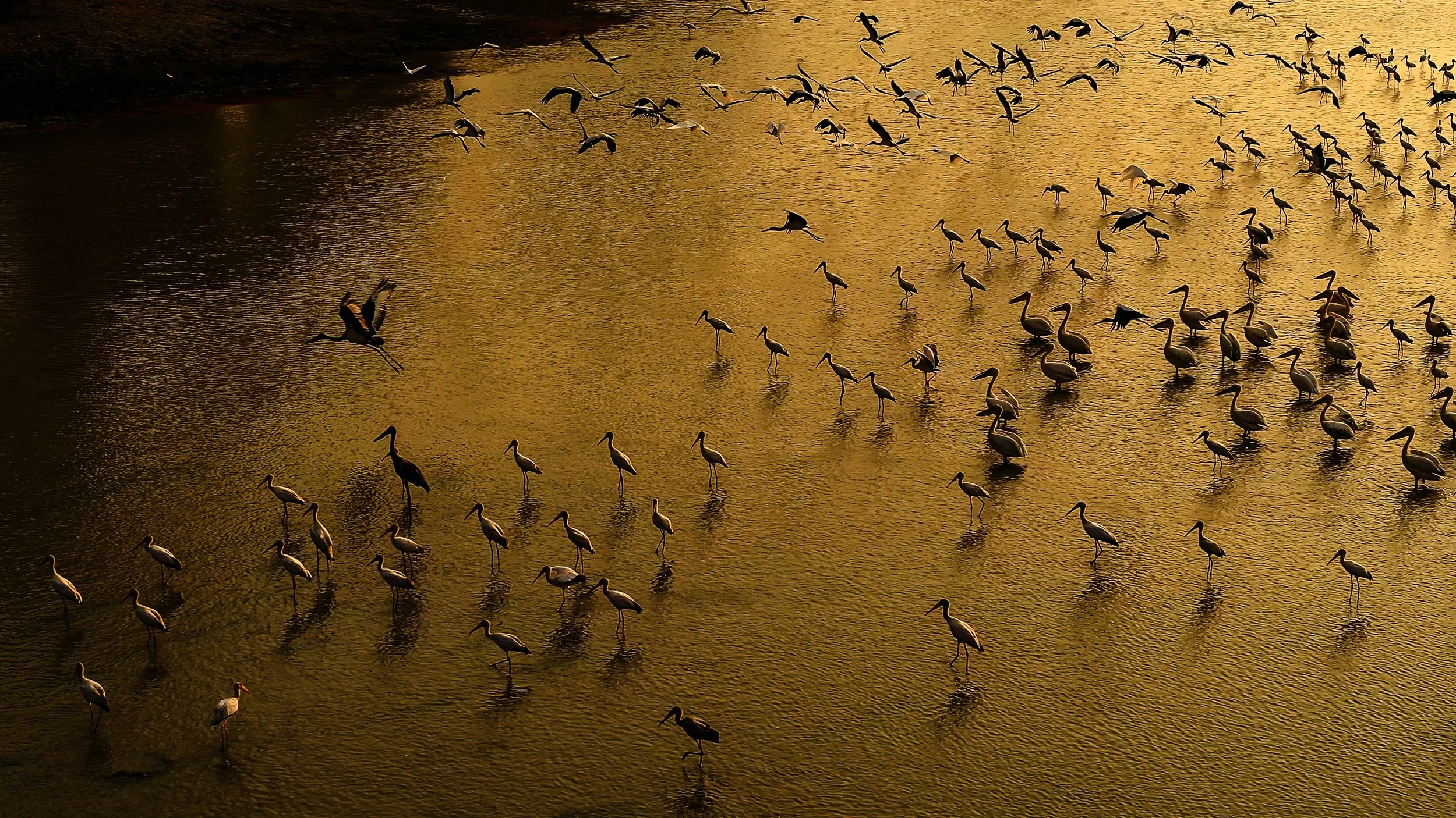 4 CROWNED IN GOLD.jpg