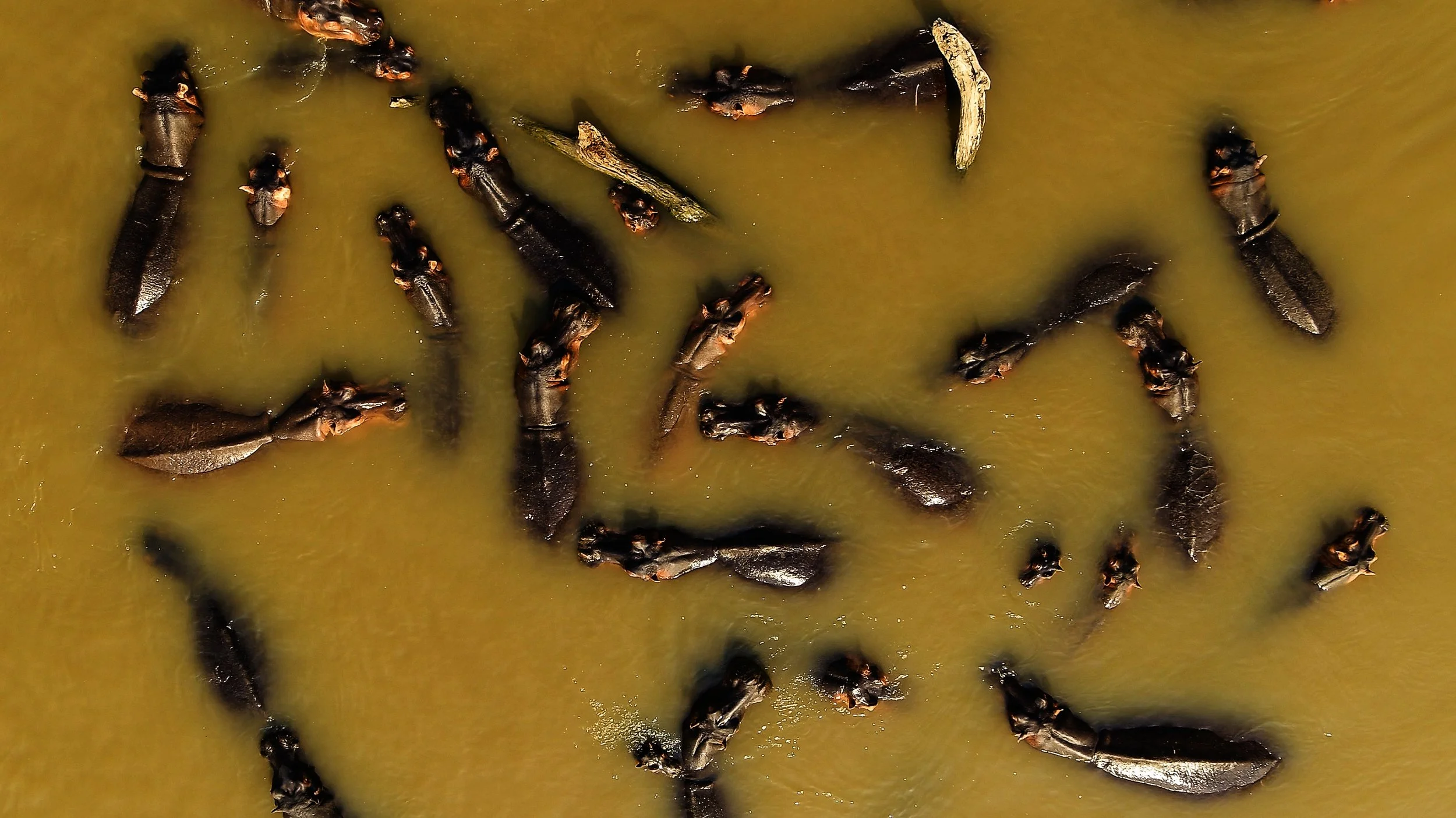 5 A THUNDER OF HIPPOS.jpg