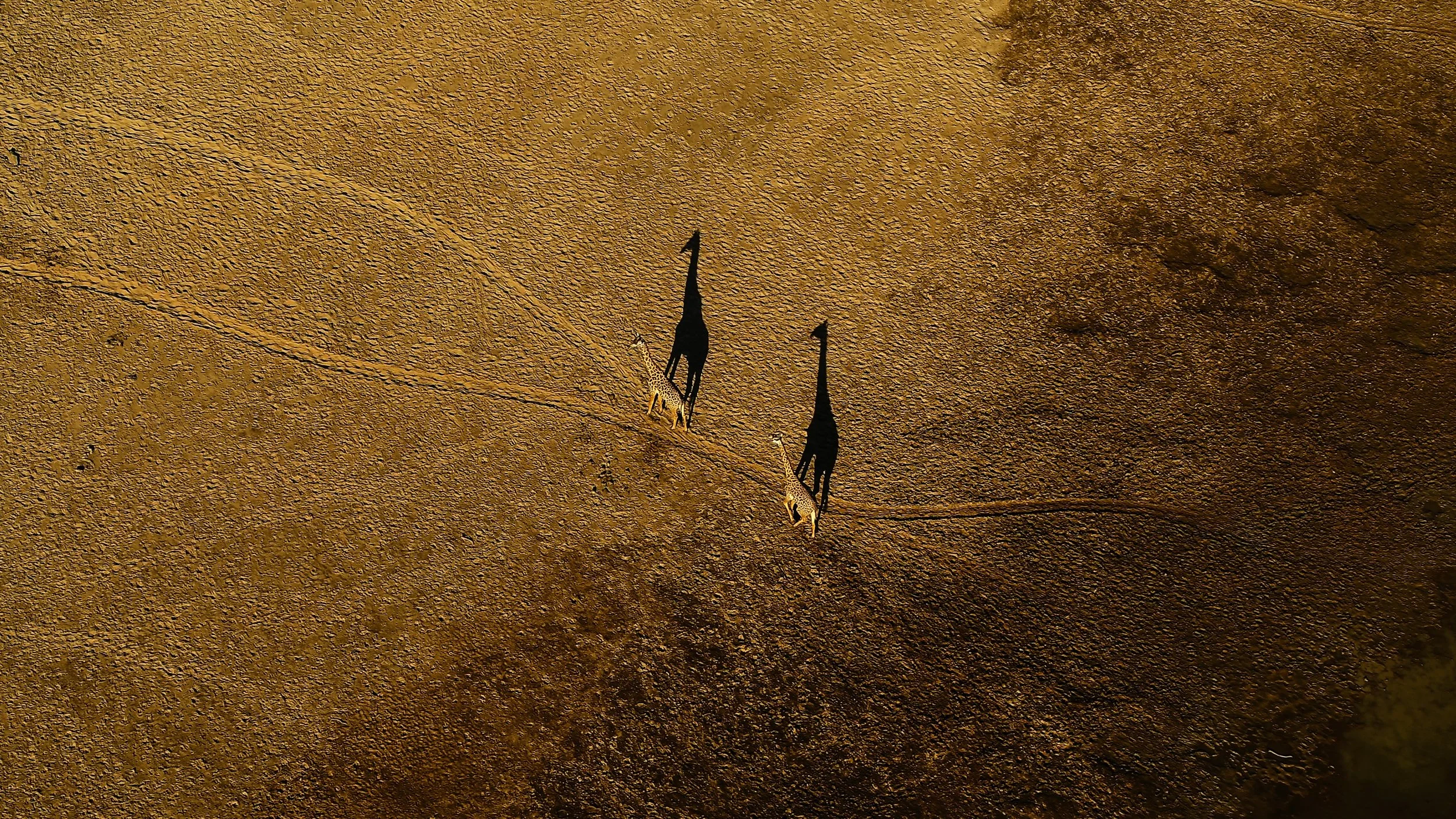 Golden Shadows