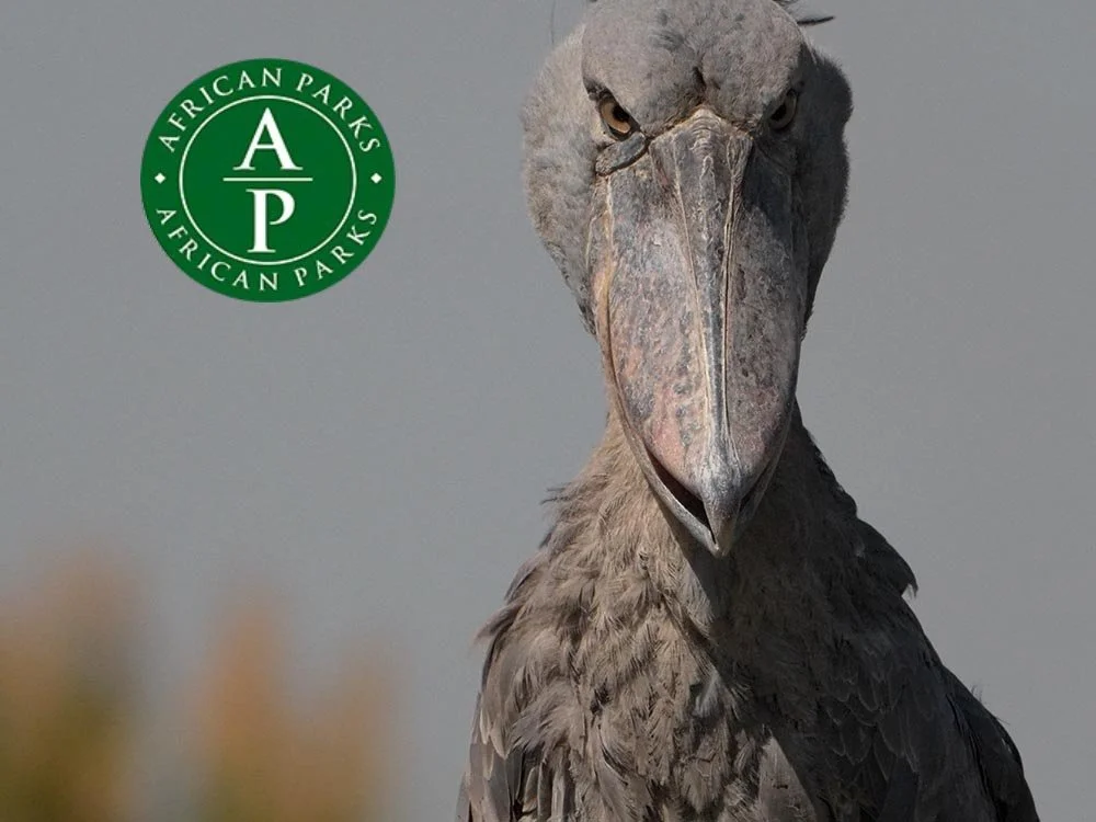 shoebill copy.jpg