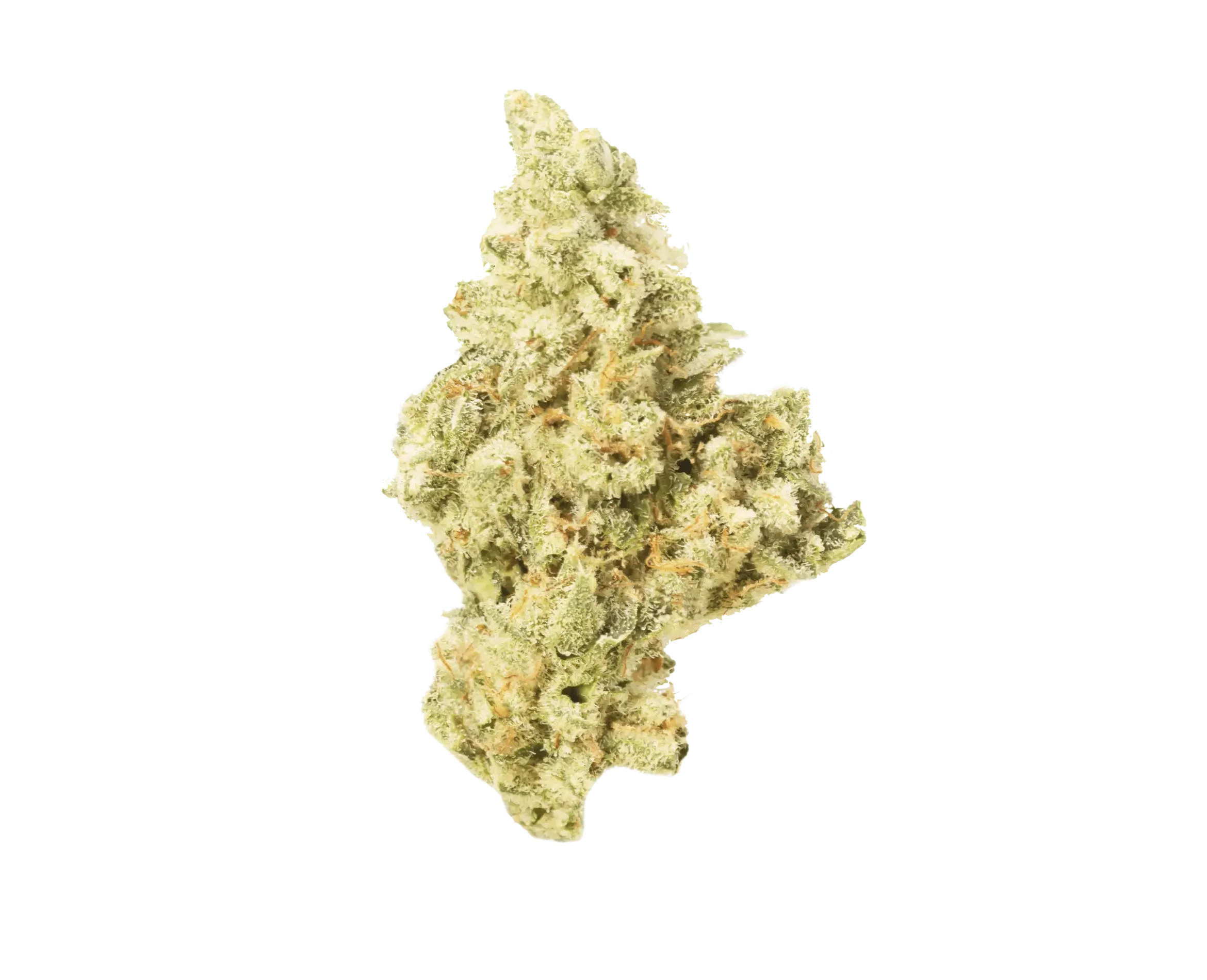 GOOD BUDS Mango Cake strain house-bred on Salt Spring Island, BC