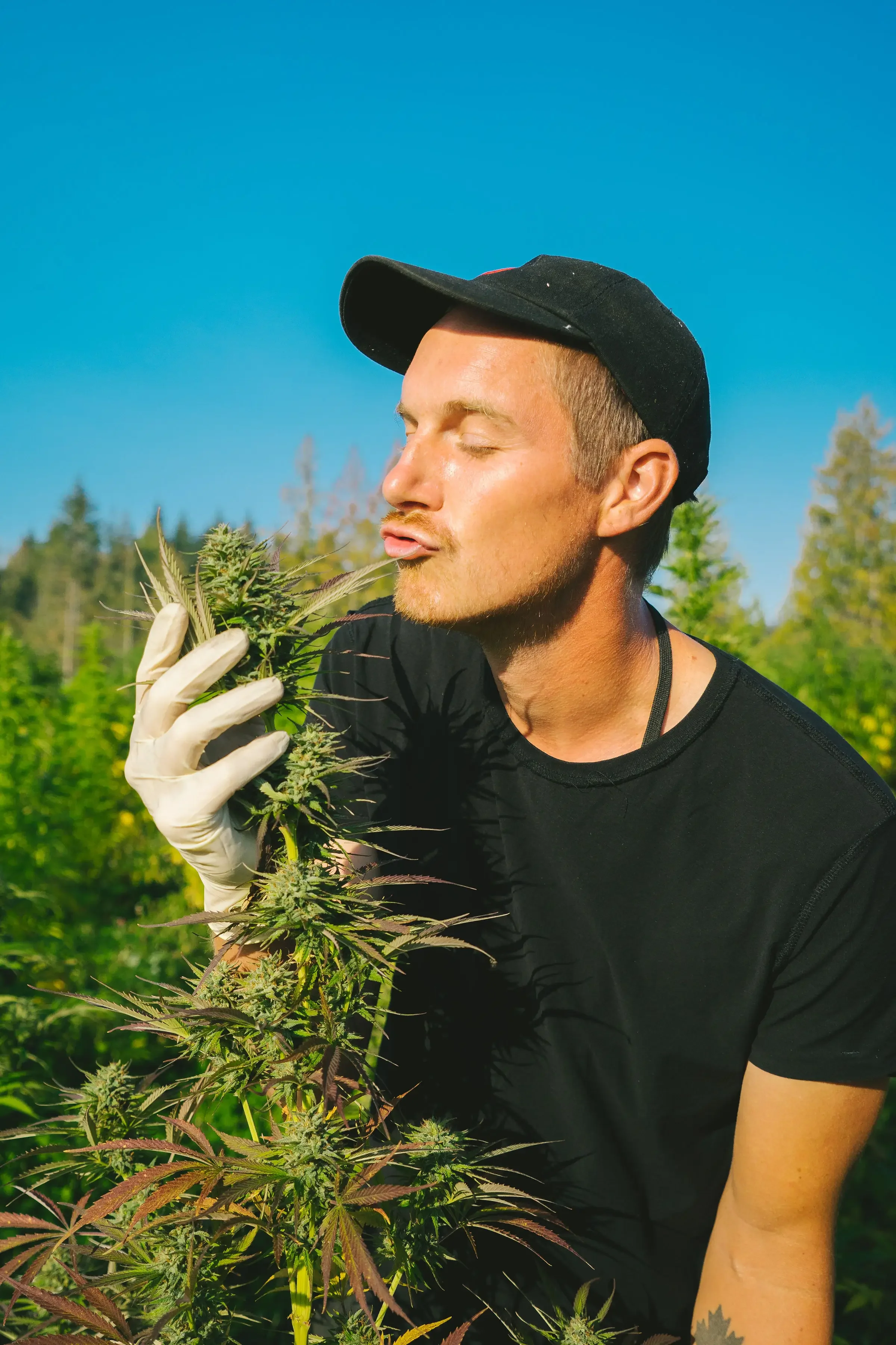 Loving our sun-grown Living soil organic cannabis — GOOD BUDS