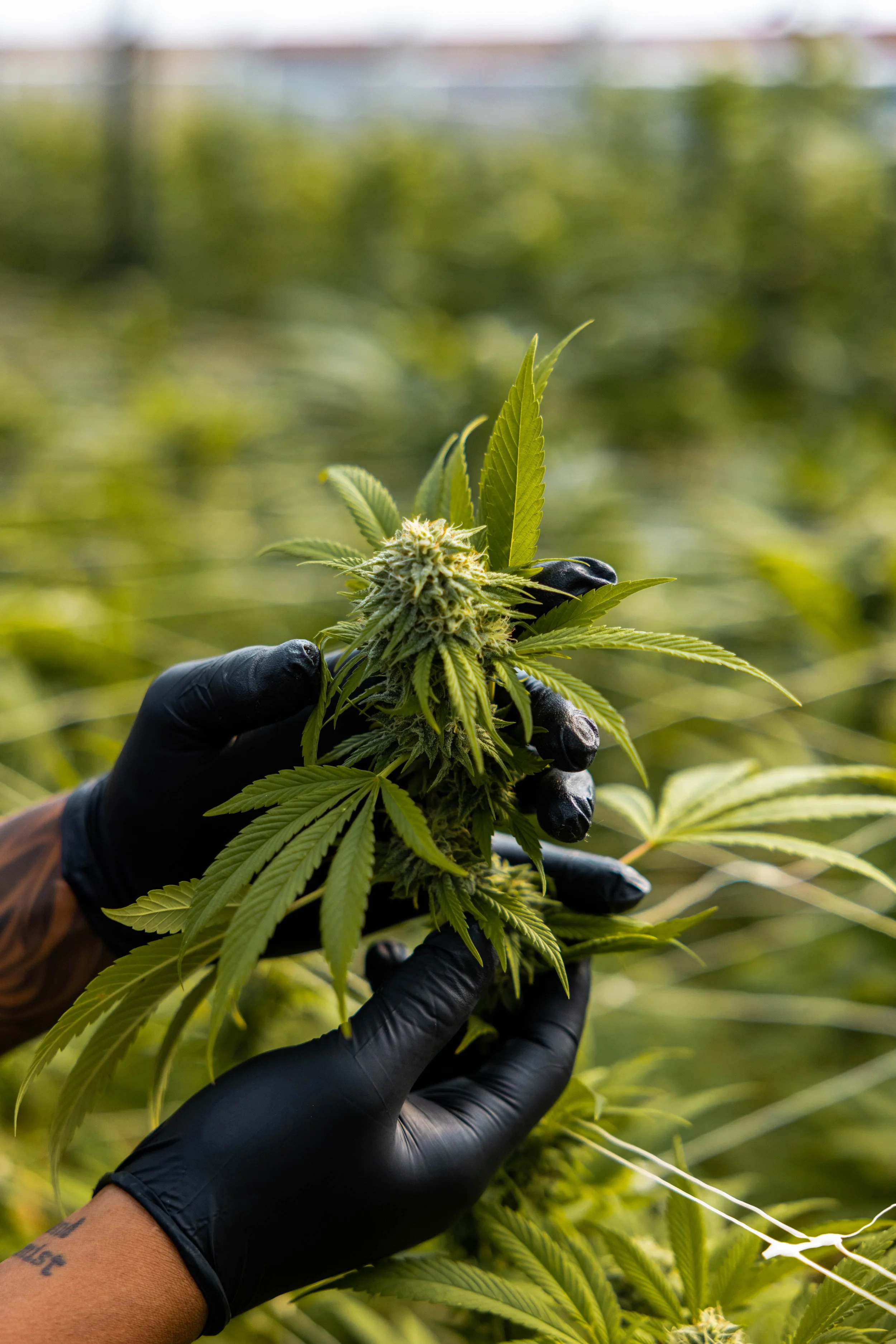 Hand-tending cannabis plants at GOOD BUDS, Salt Spring Island