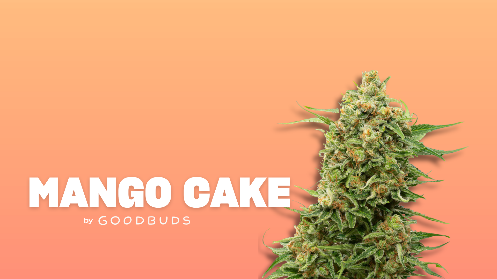 Mango Cake Cannabis