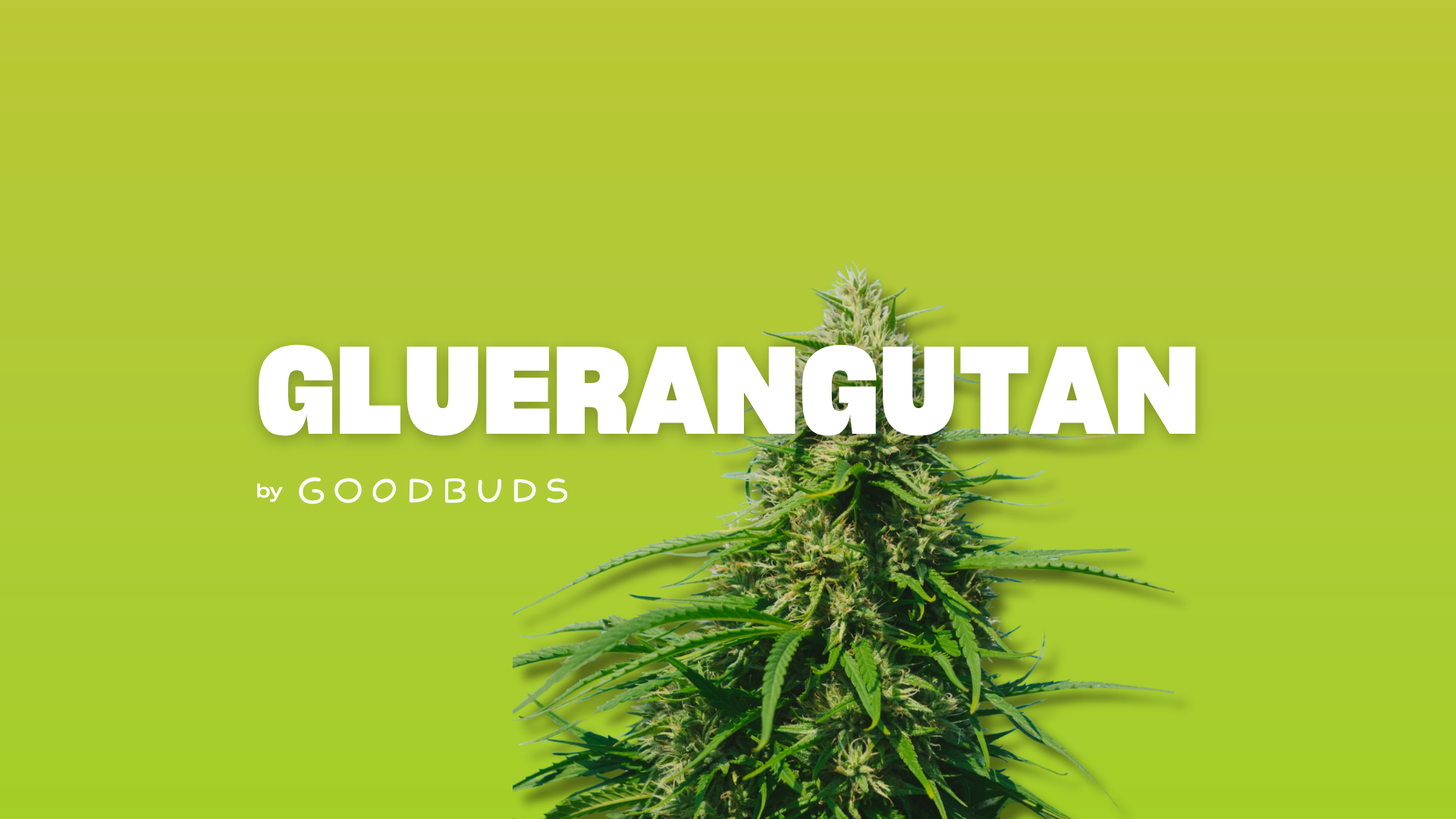 Gluerangutan: Outdoor Cannabis